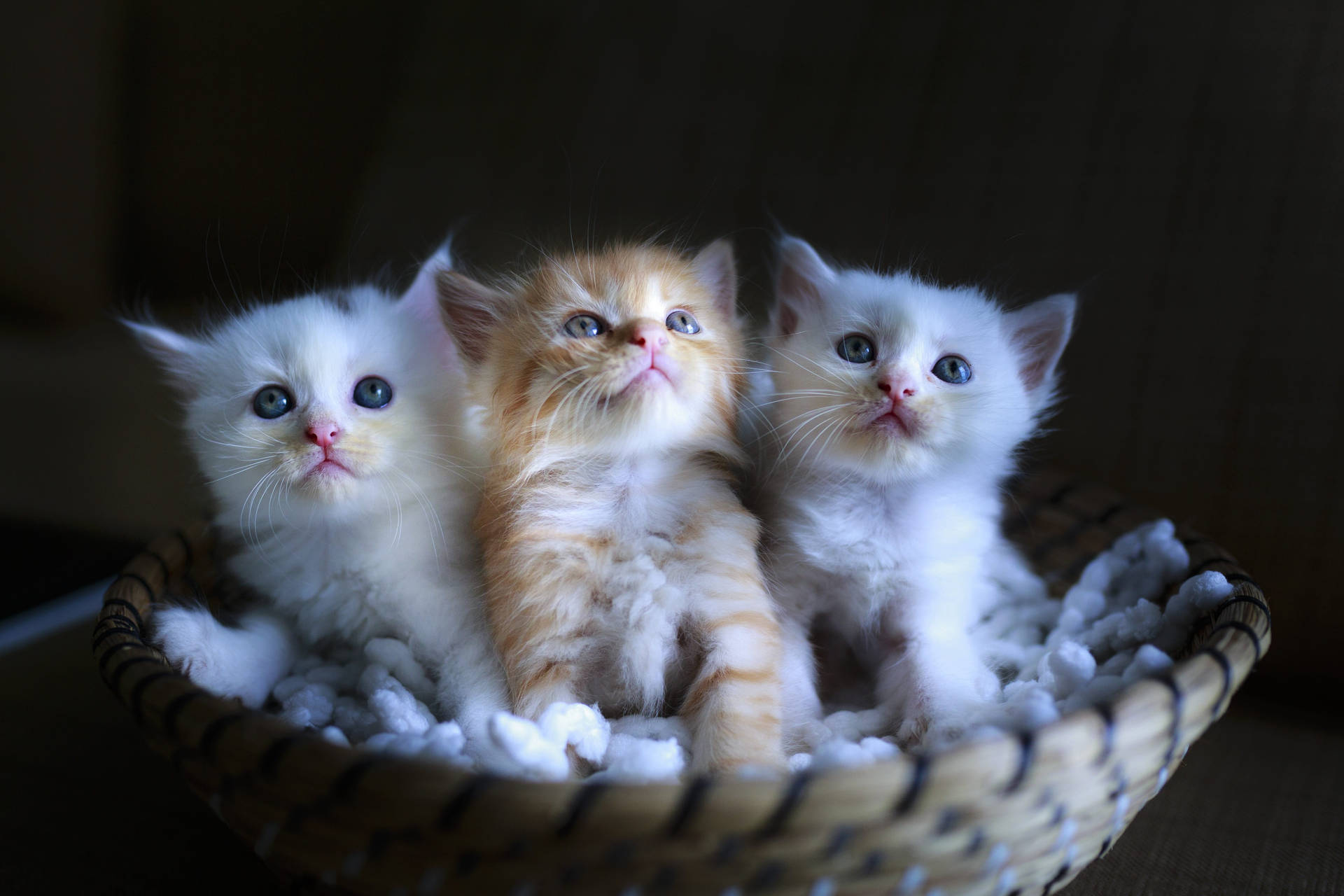 Cute Cat Love Kitten Group Background