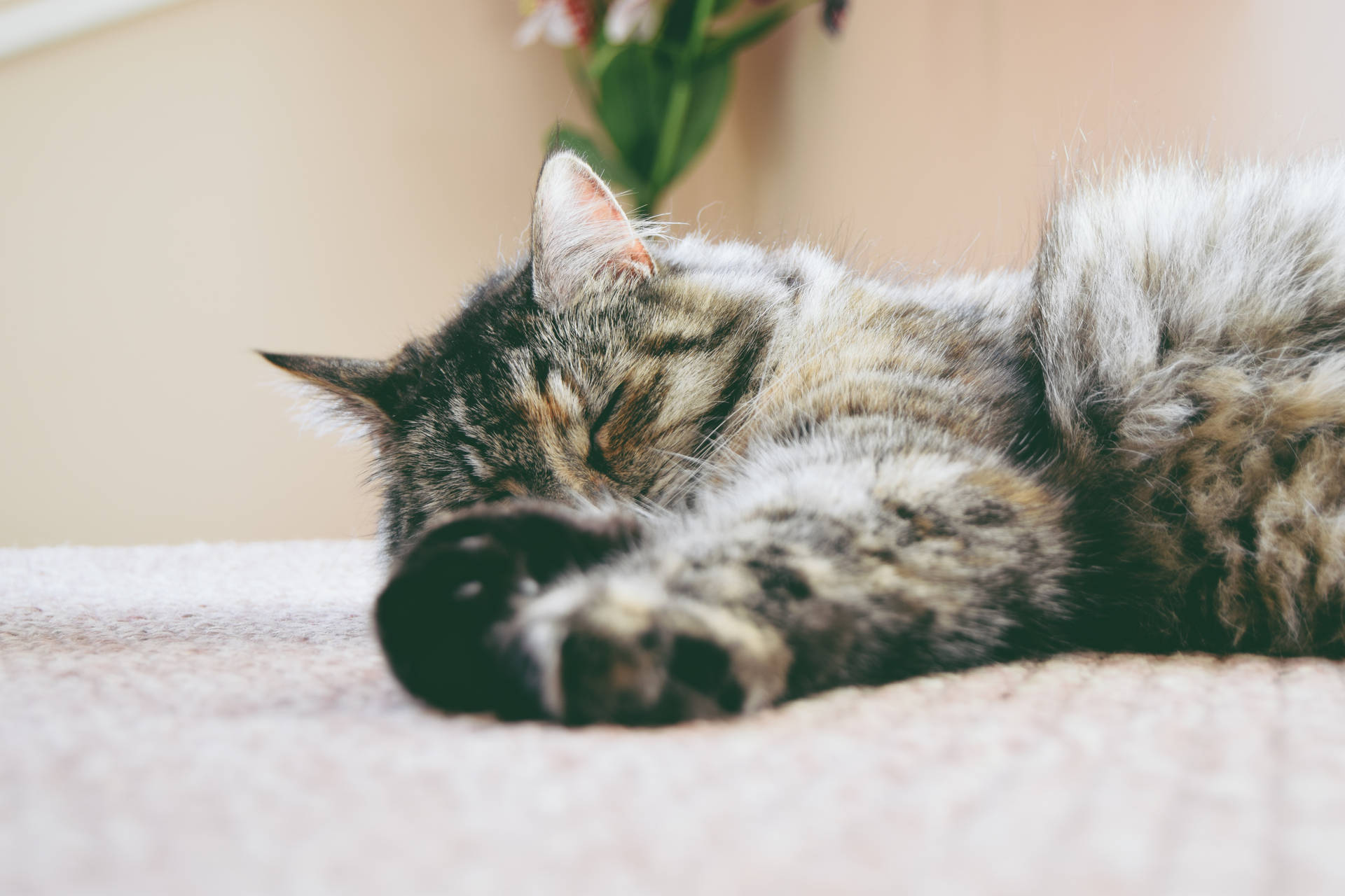 Cute Cat Love Napping