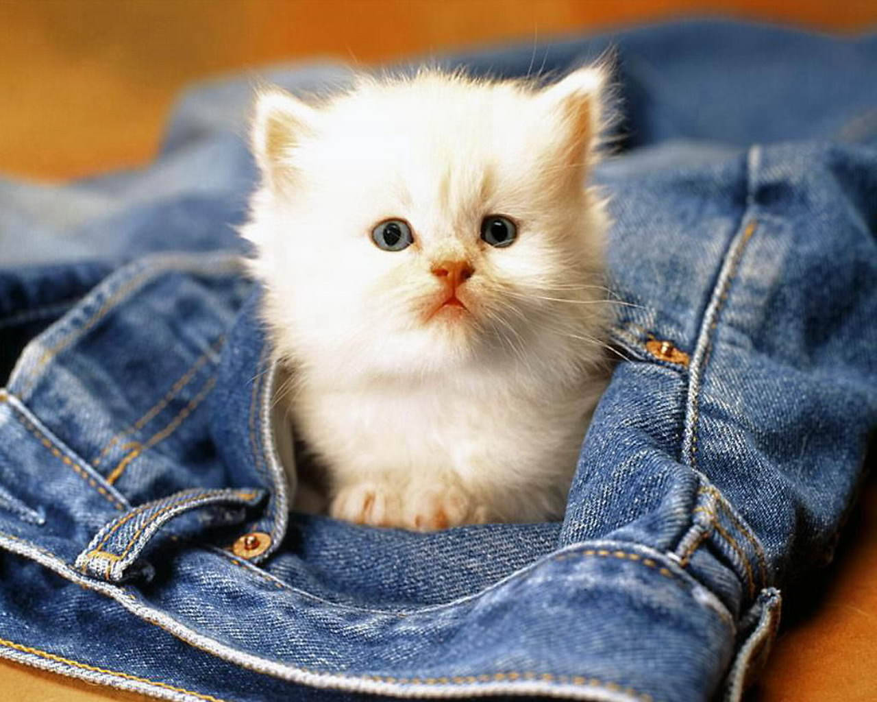 Cute Cat Love Pocket