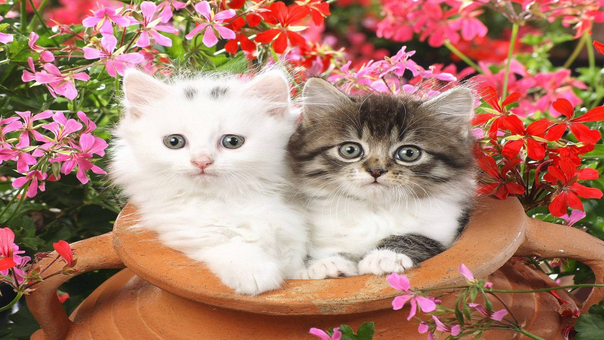 Cute Cat Love Pot Background