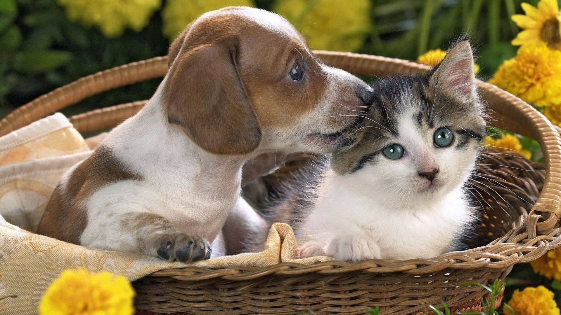 Cute Cat Love Pup Background