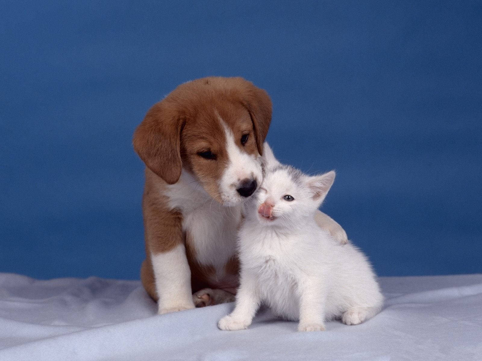 Cute Cat Love Puppy