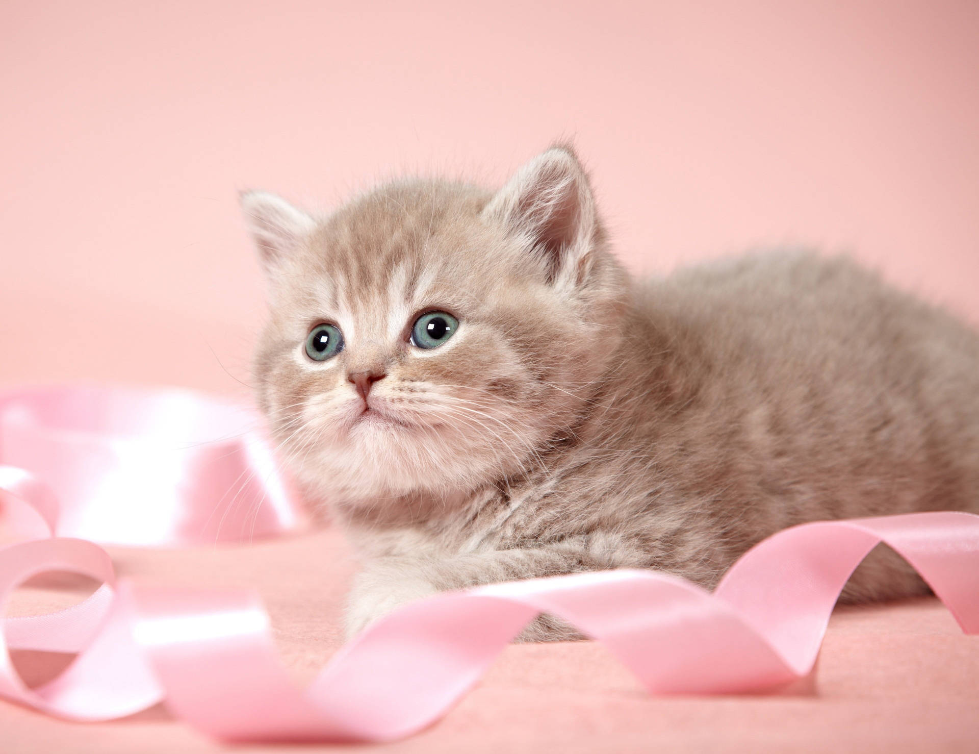 Cute Cat Love Ribbon Background