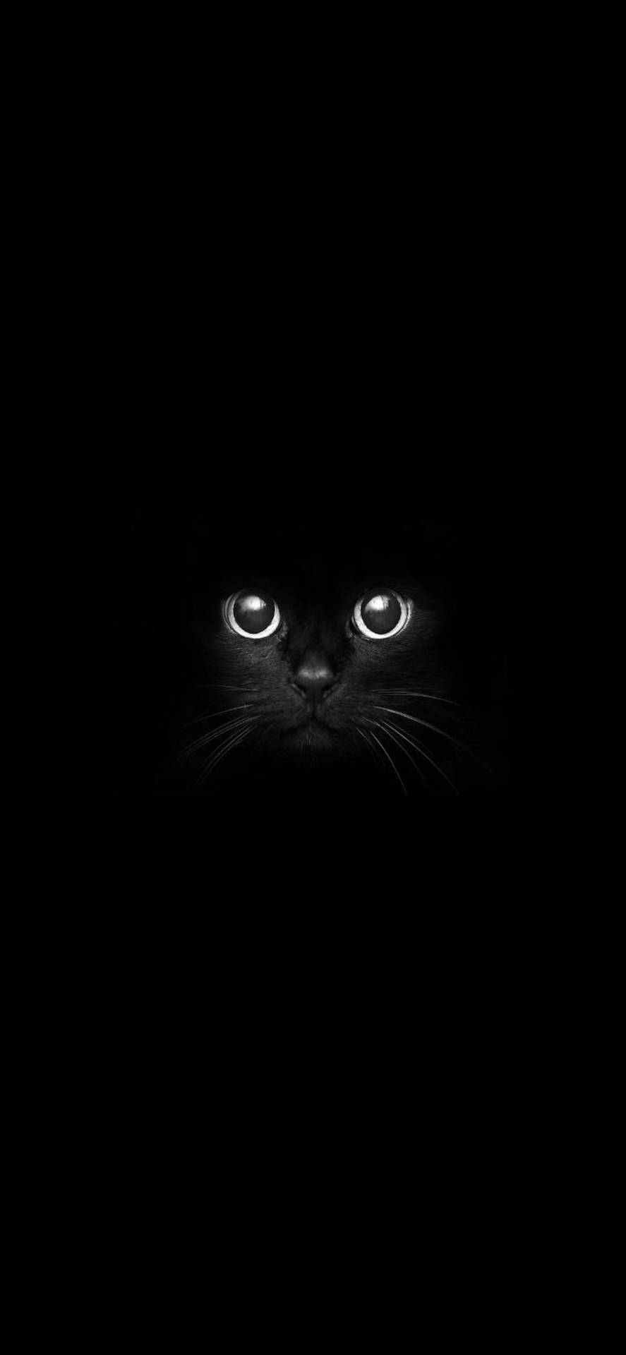 Cute Cat Love Shadows Background