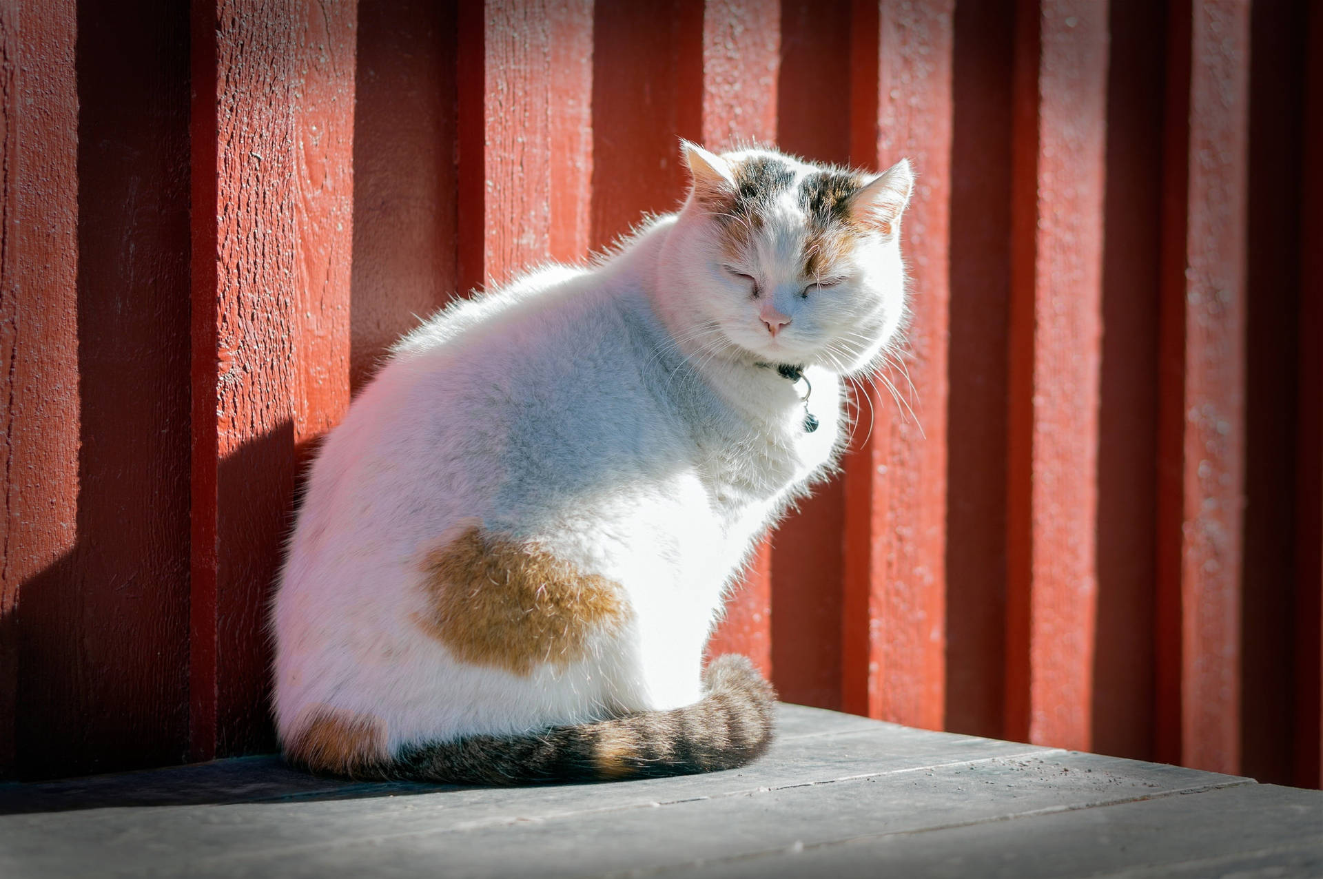 Cute Cat Love Sunlight Blink Background