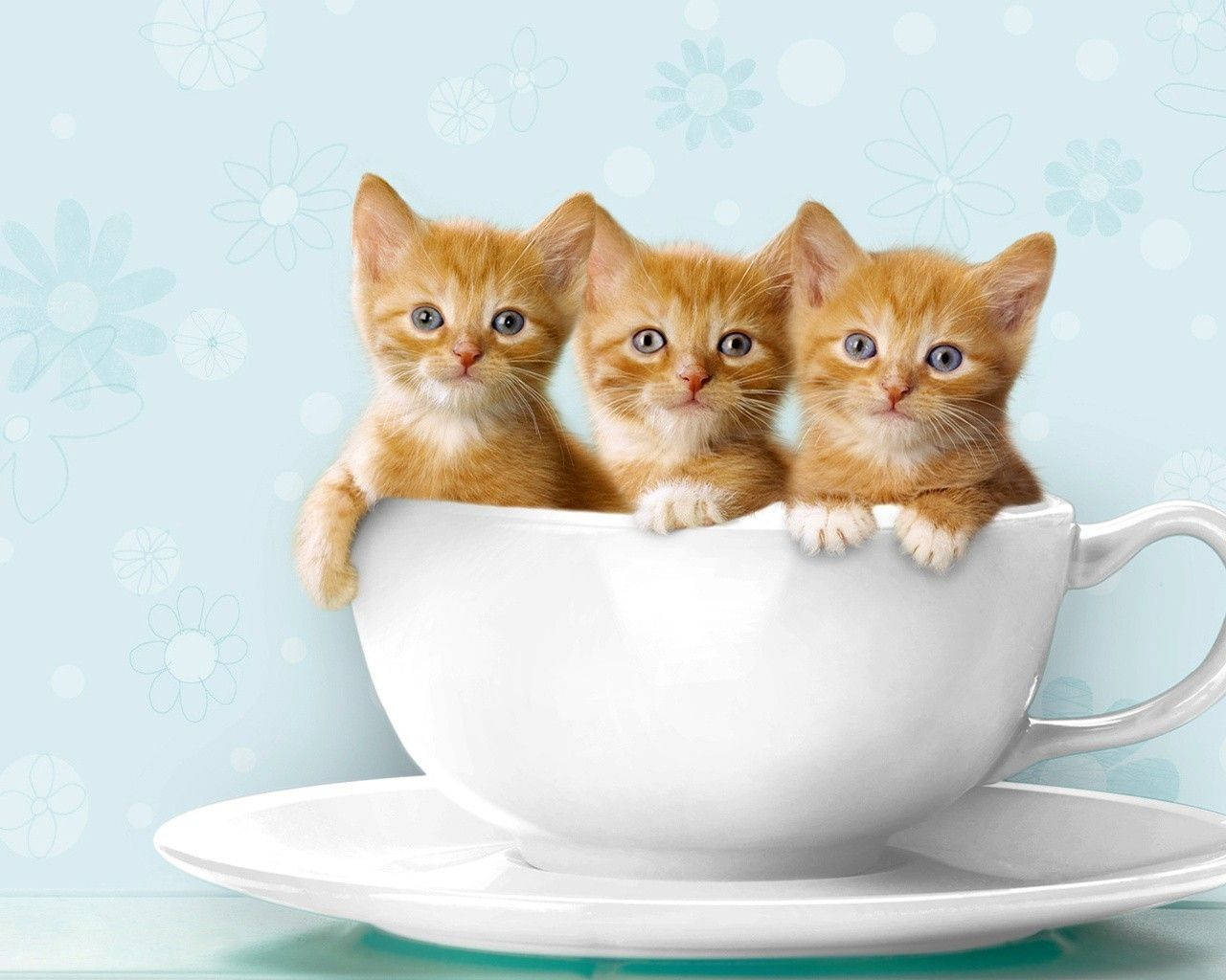 Cute Cat Love Teacup Background