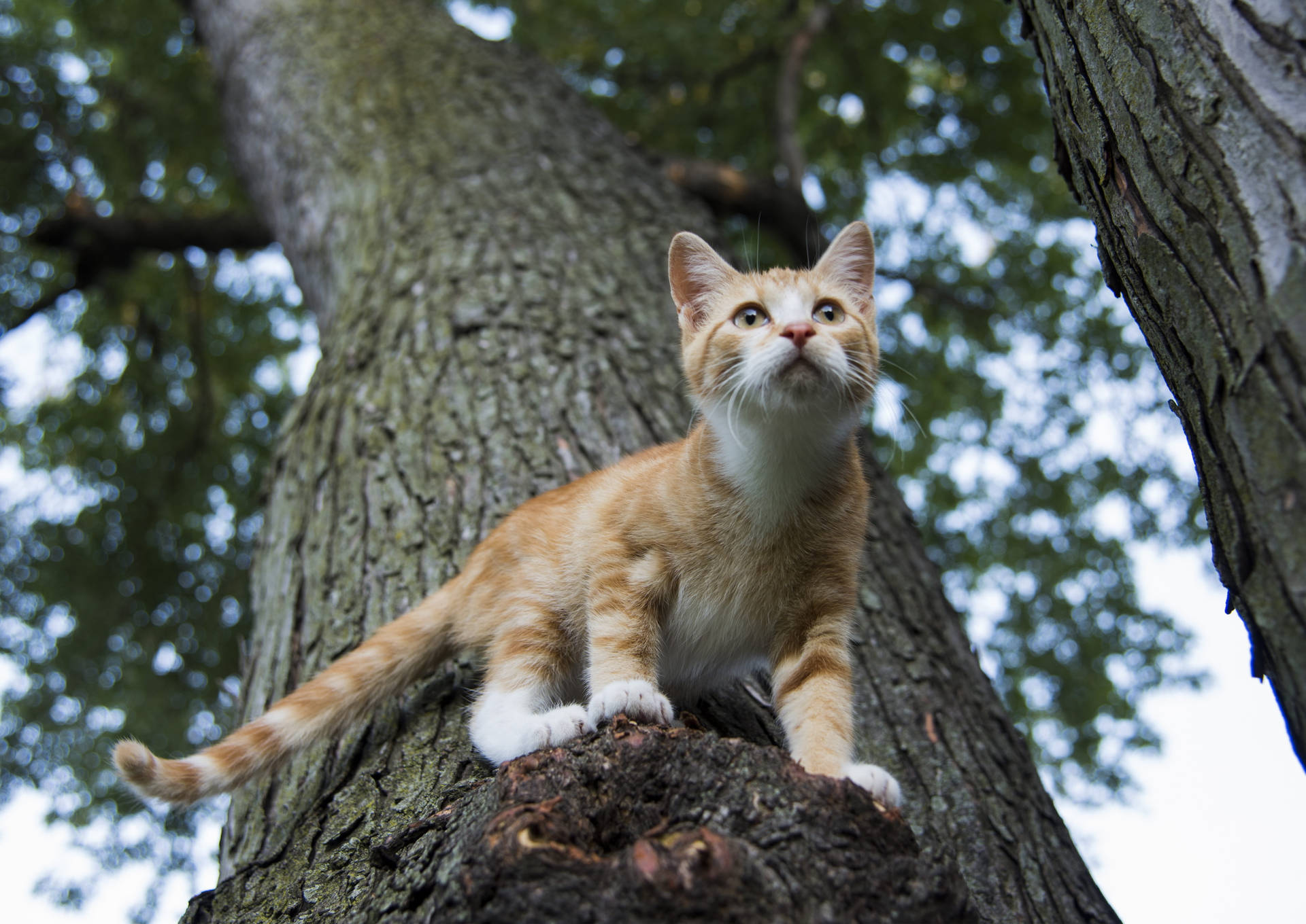 Cute Cat Love Tree Background