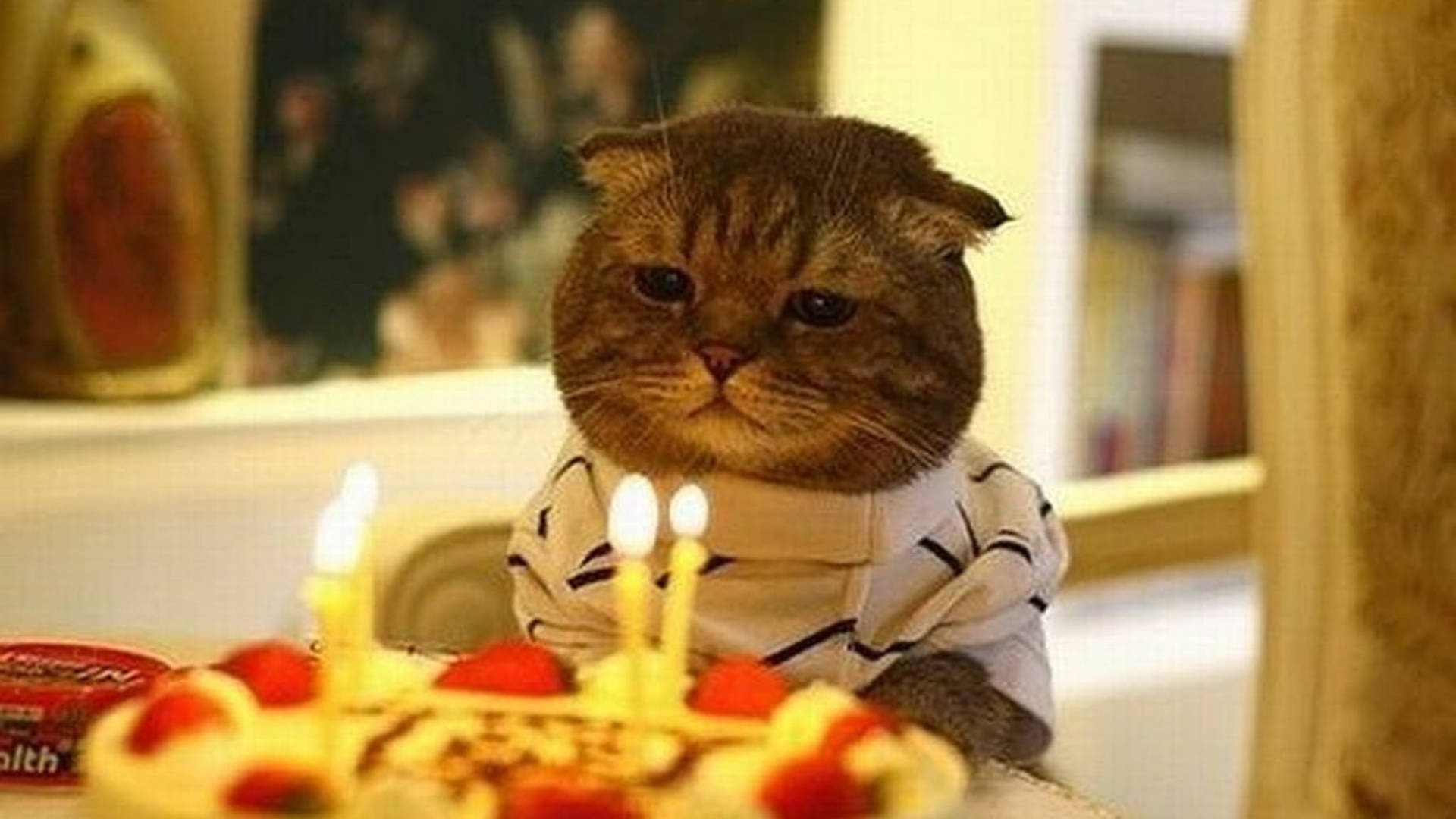 Cute Cat Meme For My Birthday Background