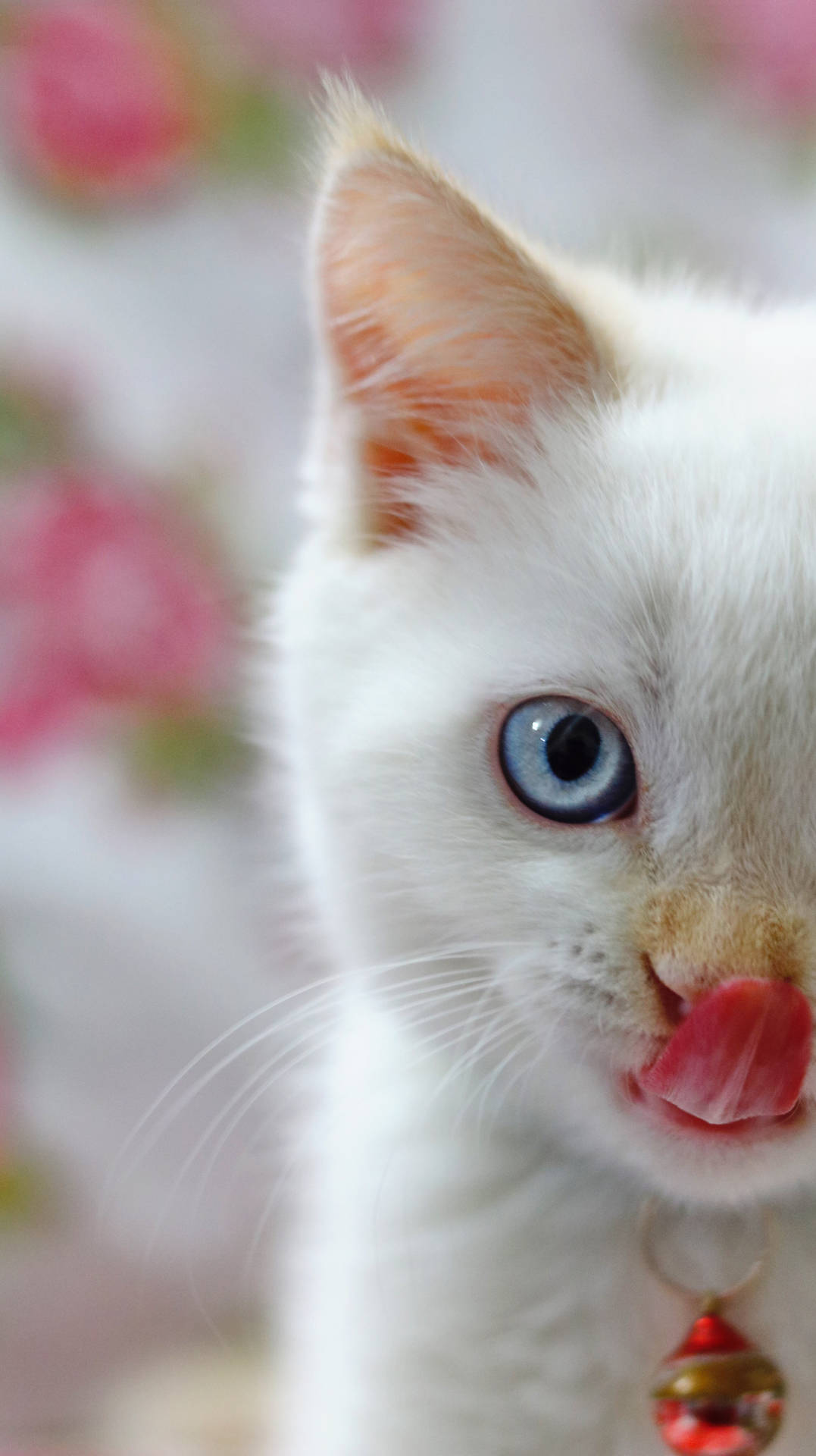 Cute Cat Photography Background