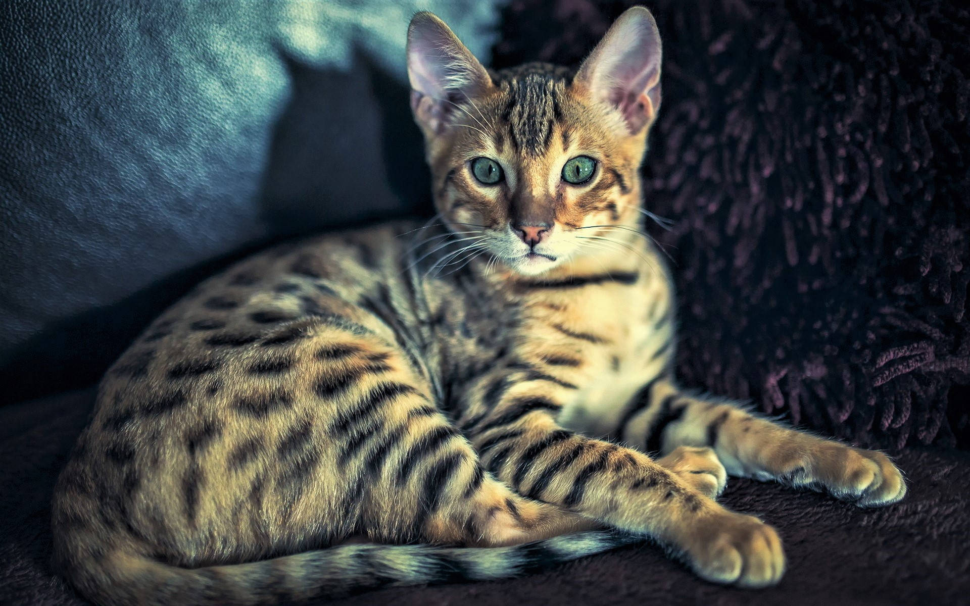 Cute Cat Sitting On Sofa Background