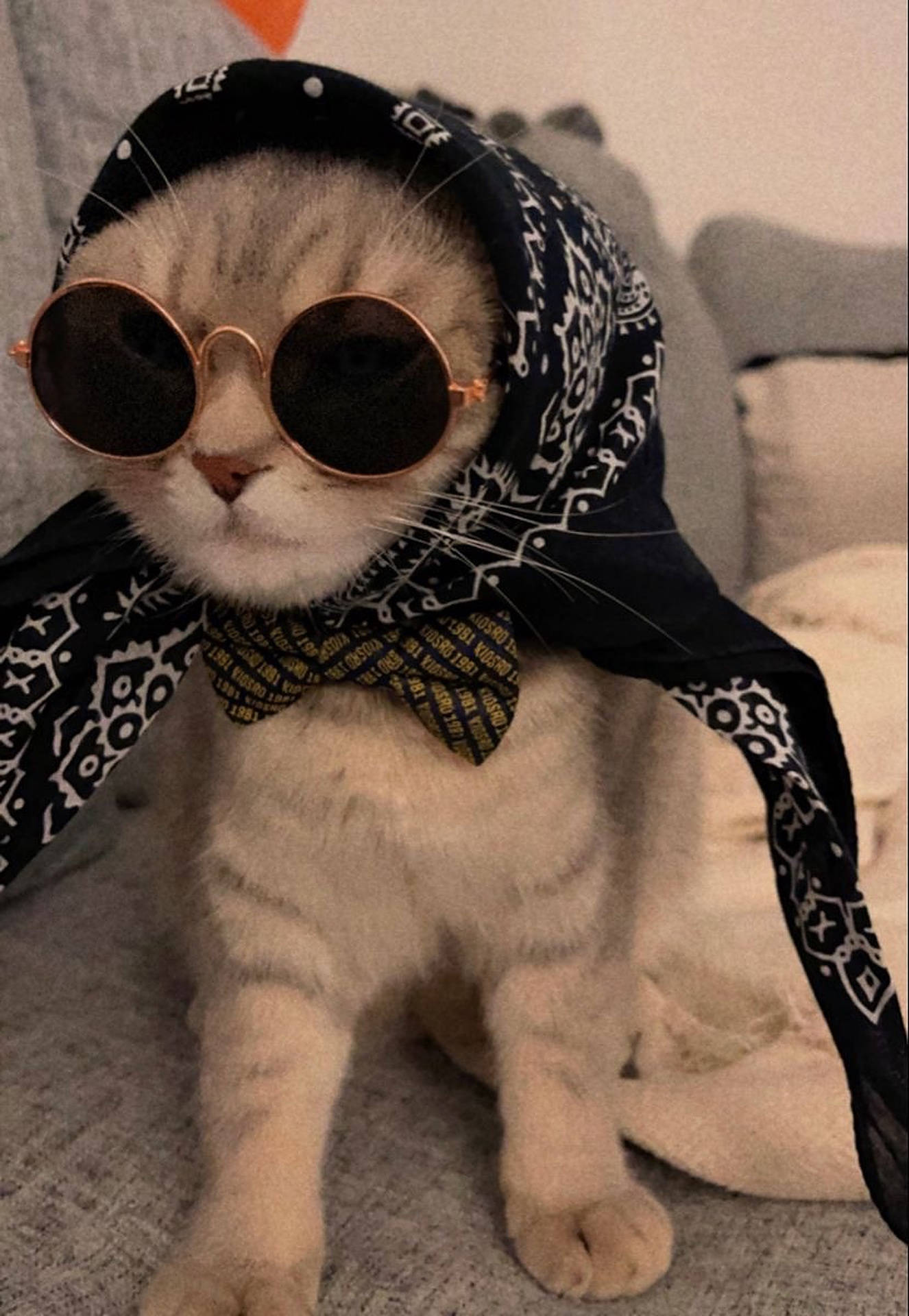 Cute Cat Sunglasses Profile Picture Background
