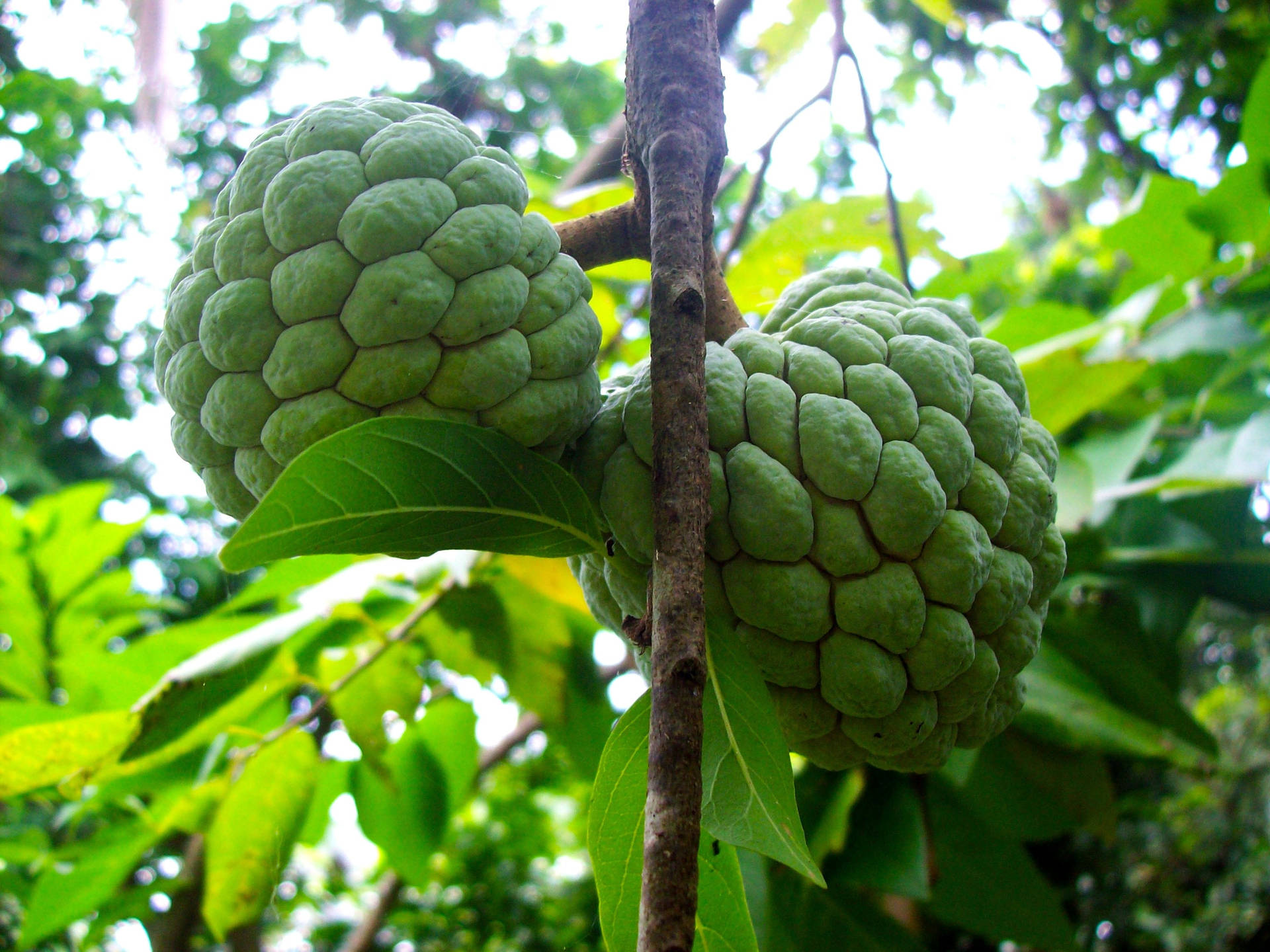 Cute Cherimoya Fruit On Tree