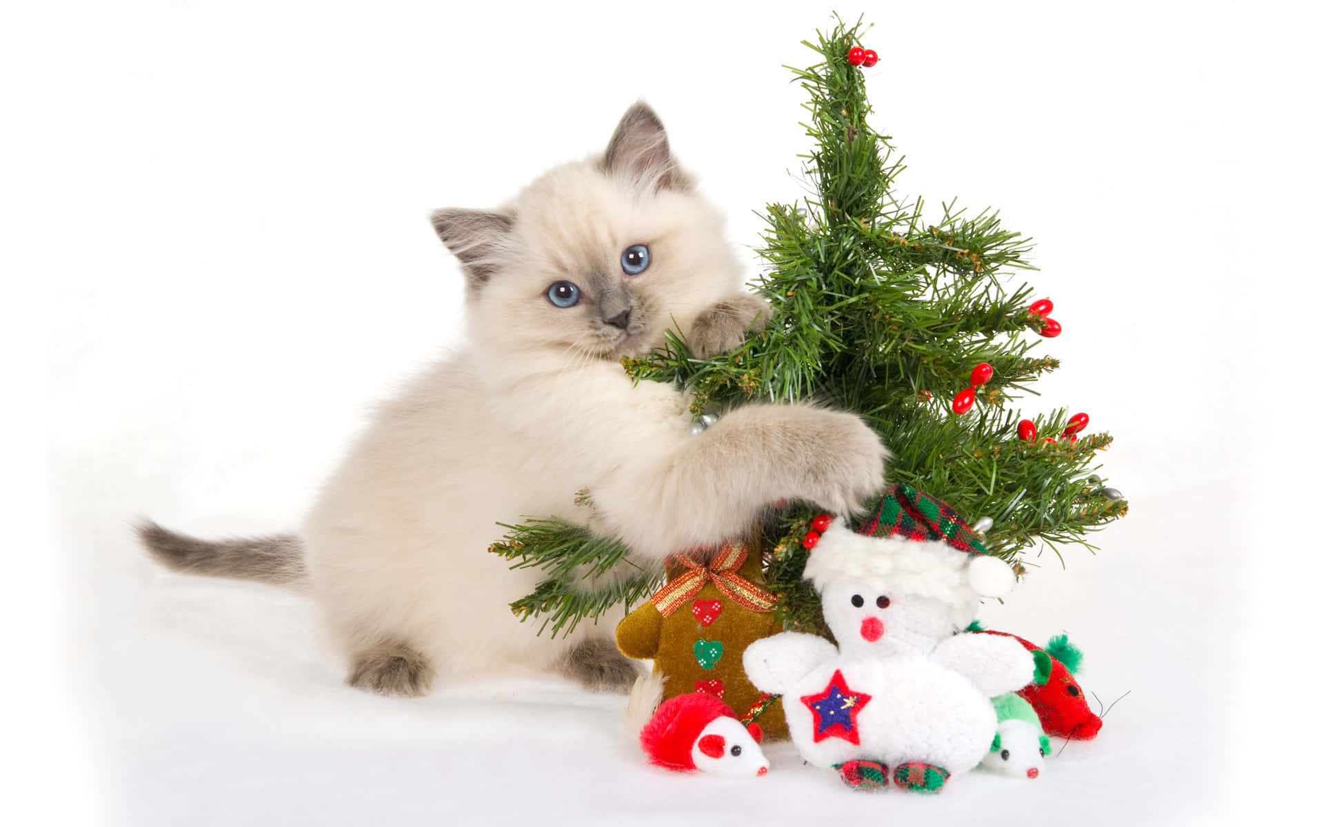 Cute Christmas Tree And Cat