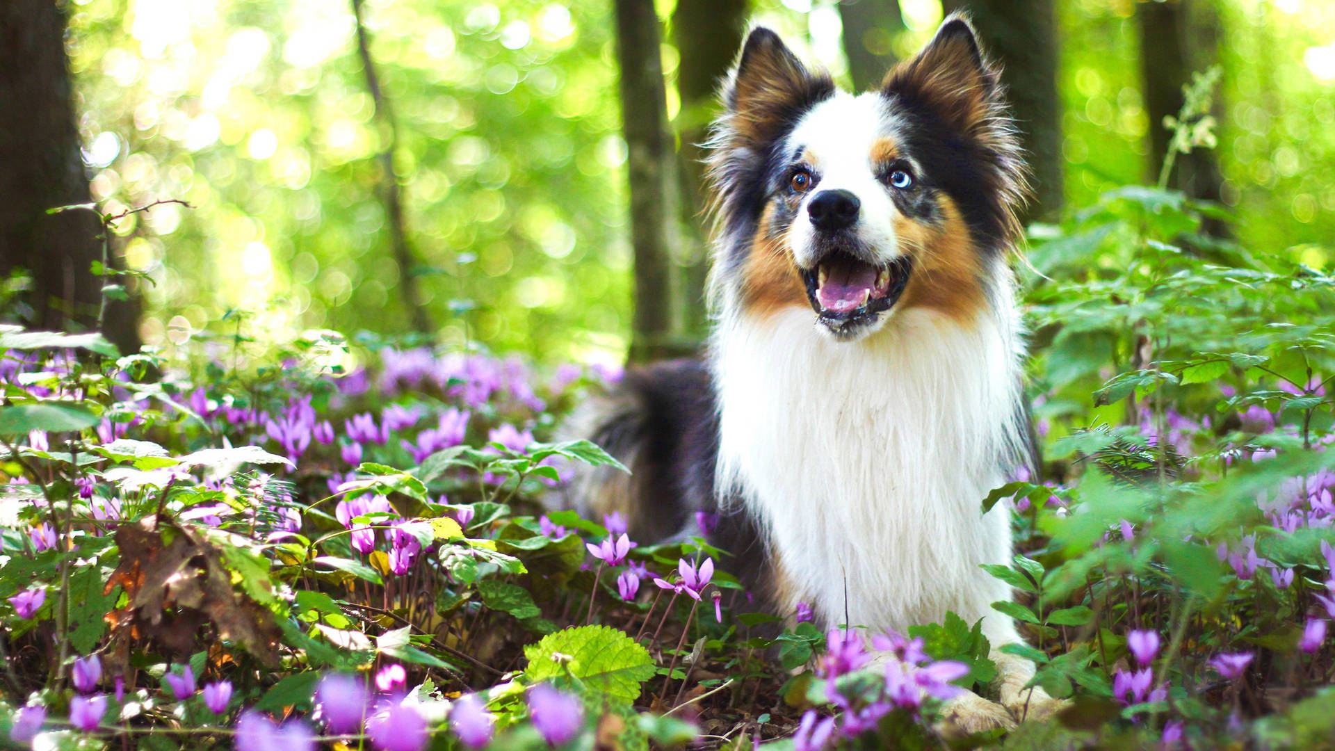 Cute Collie Dog On Purple Flower Beds