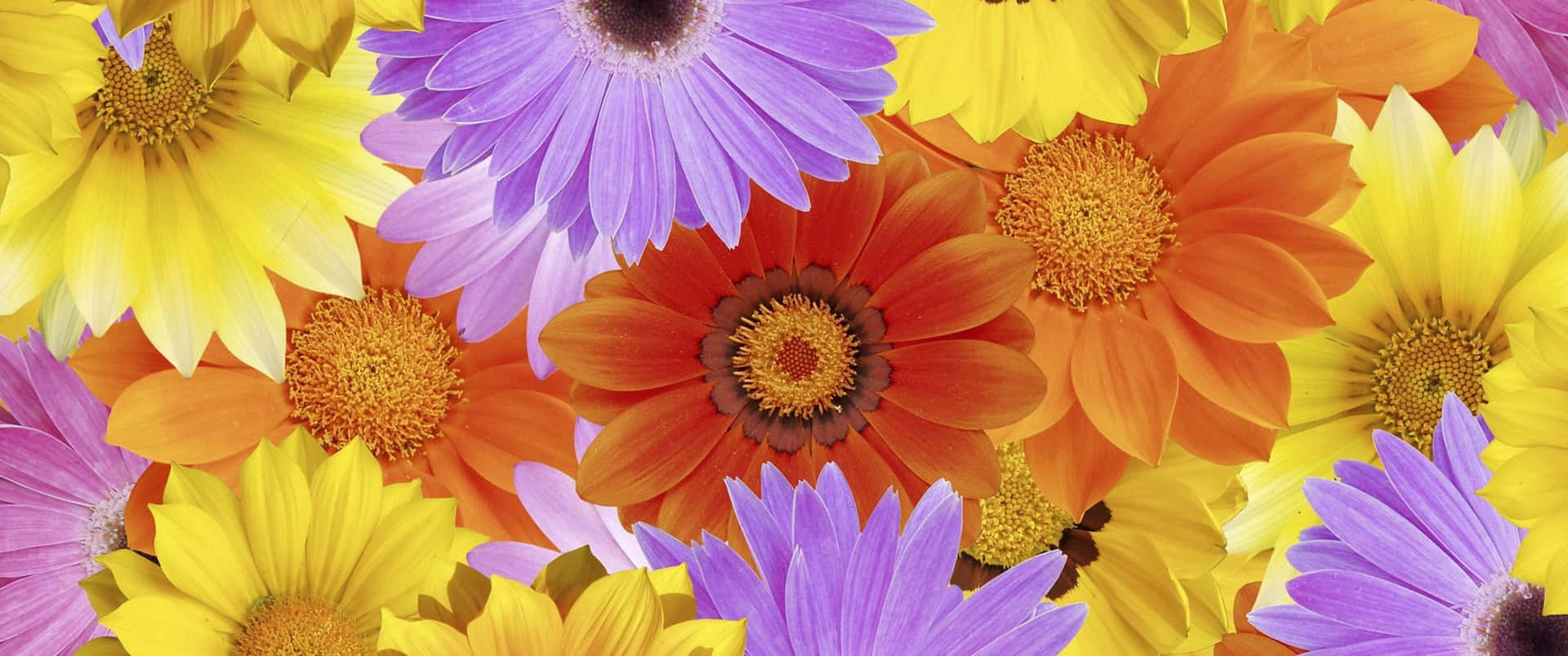 Cute Colorful Daisies Background