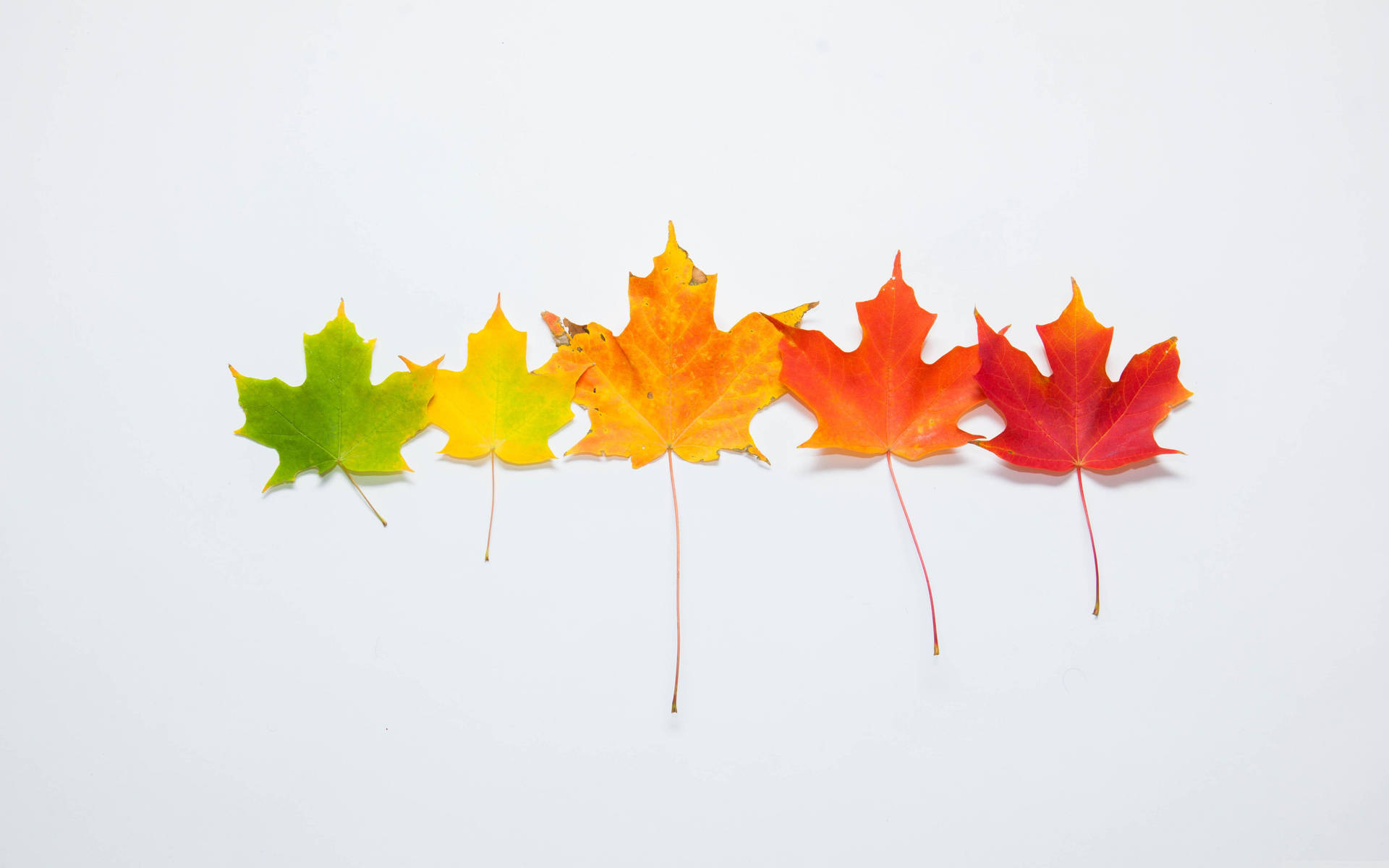 Cute Colorful Fall Leaves Background