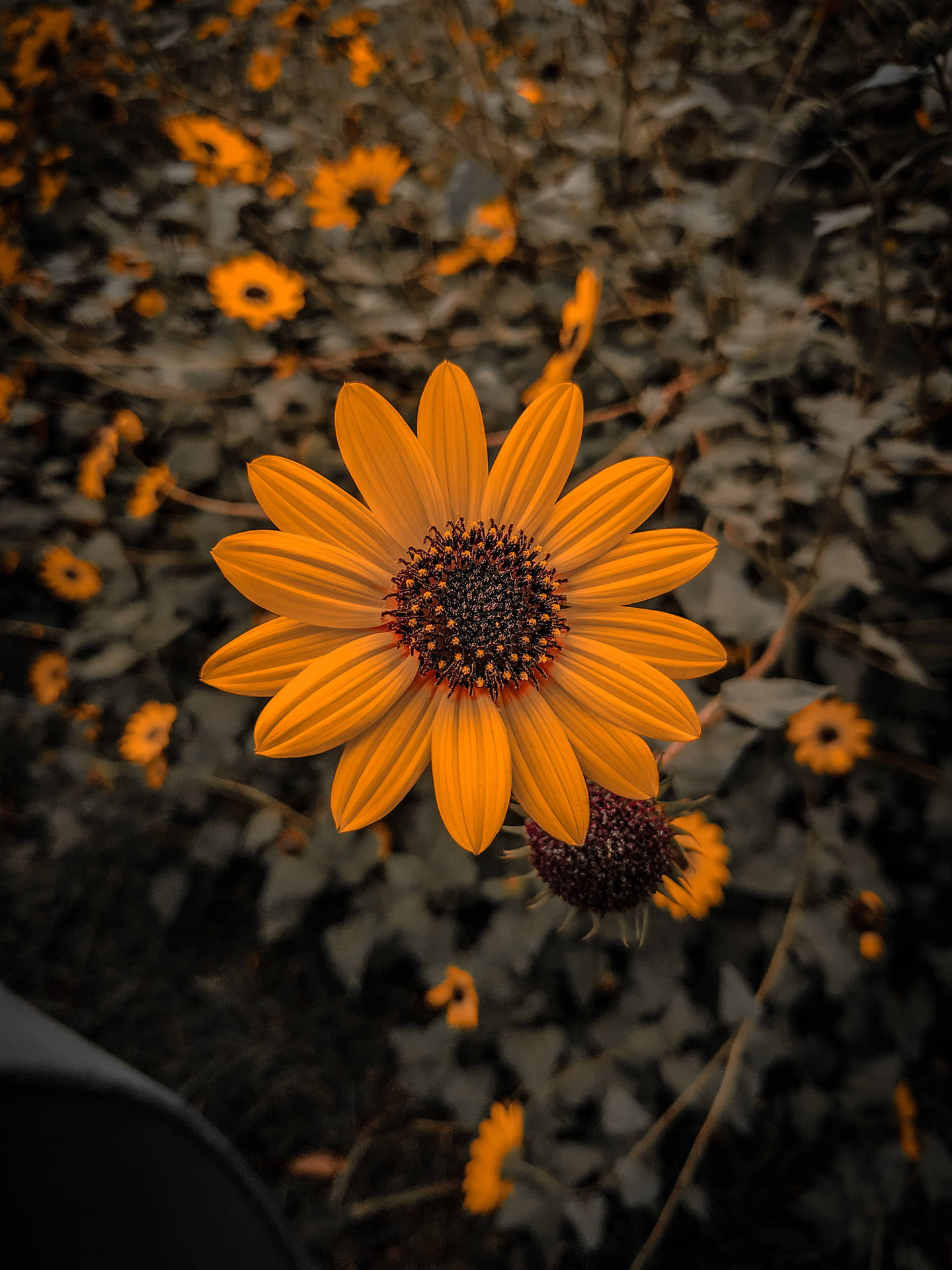 Cute Common Sunflower Iphone X Nature Background