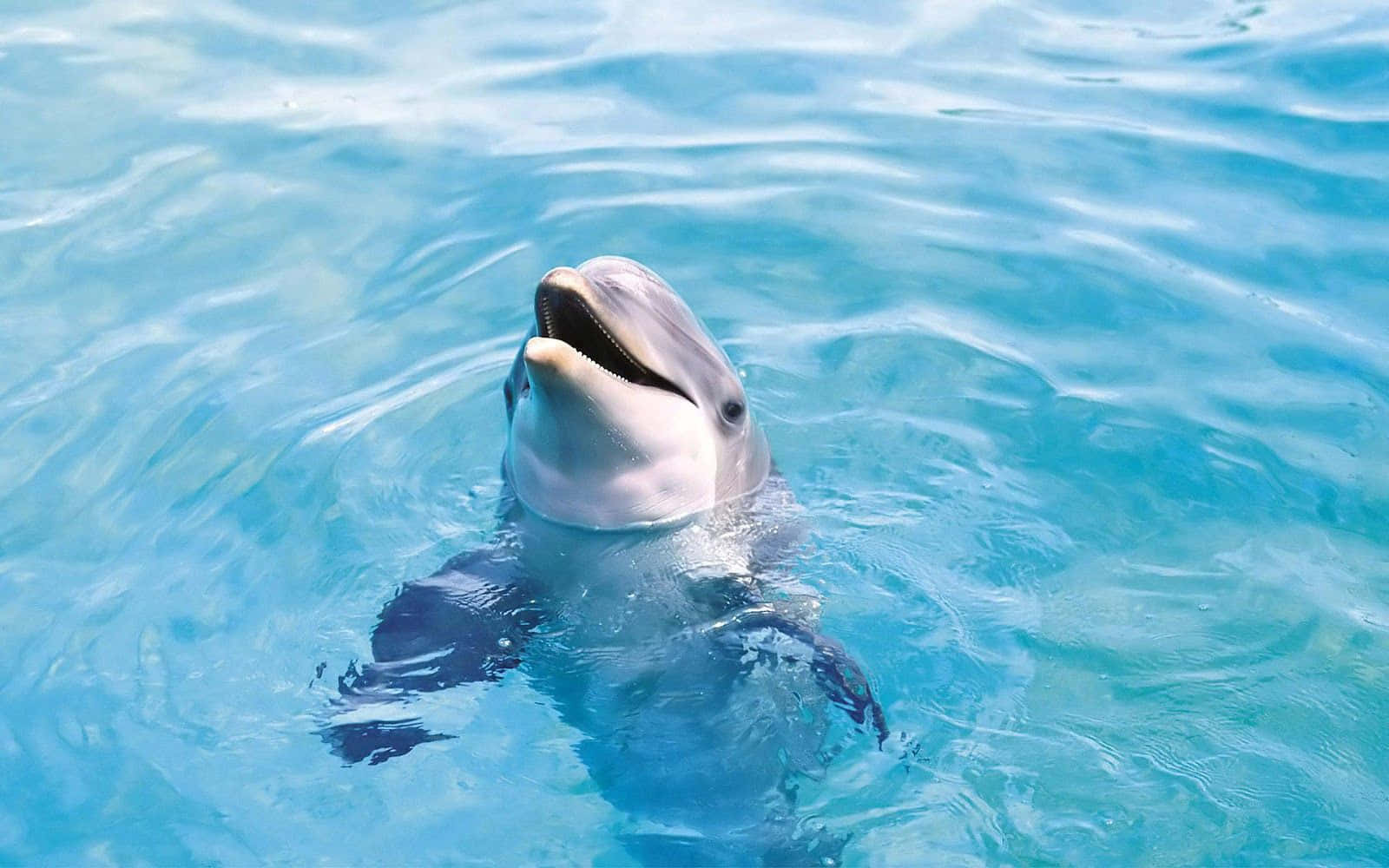 Cute Cool Dolphin Background