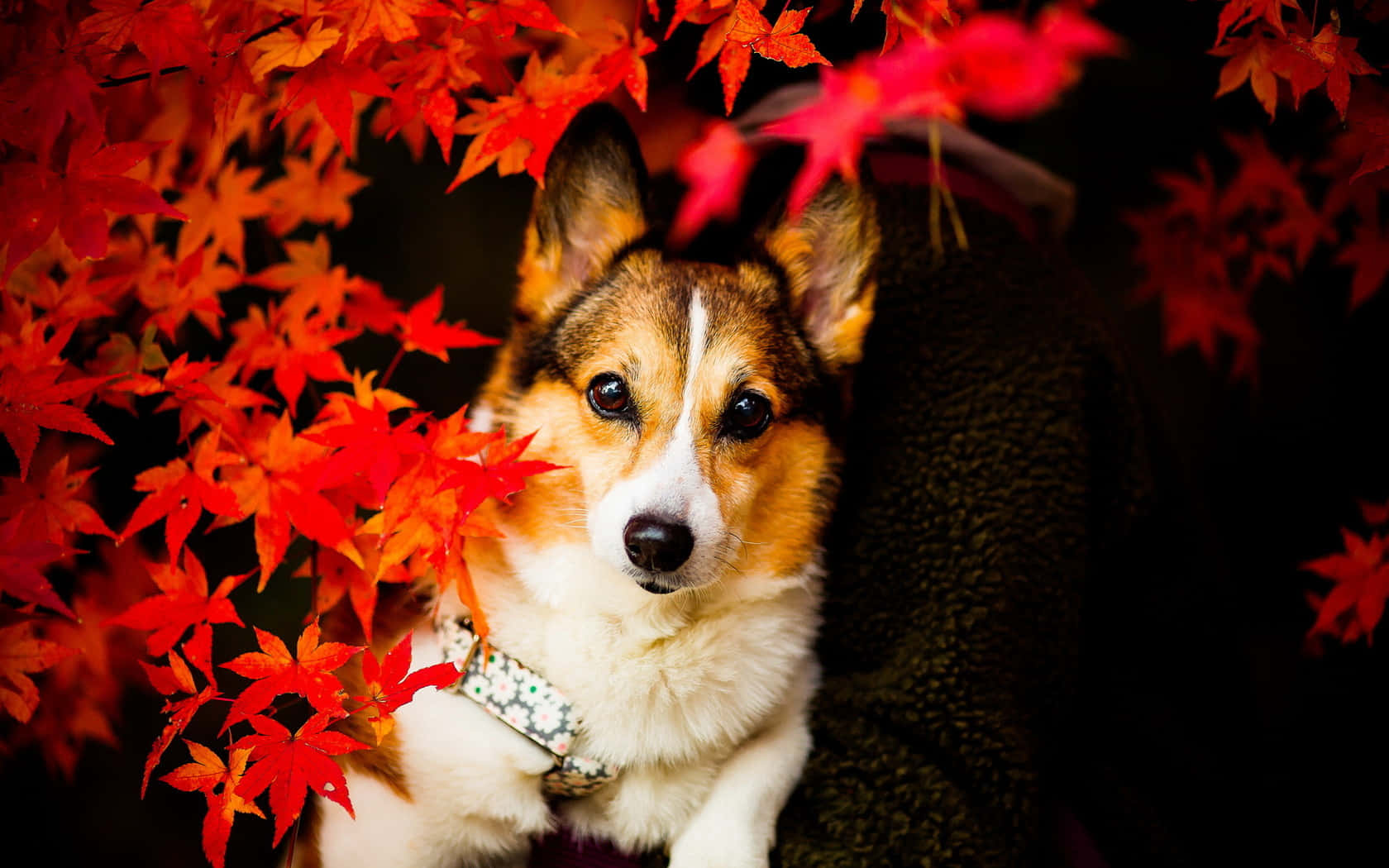 Cute Corgi Autumn Leaves Background