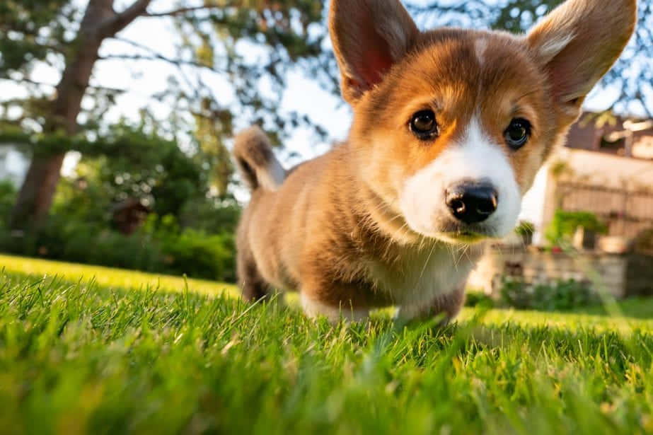 Cute Corgi Puppy Closeup