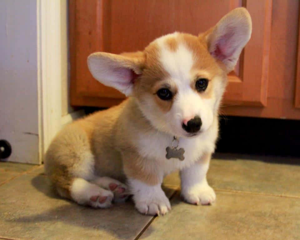 Cute Corgi Puppy Dog Face Background