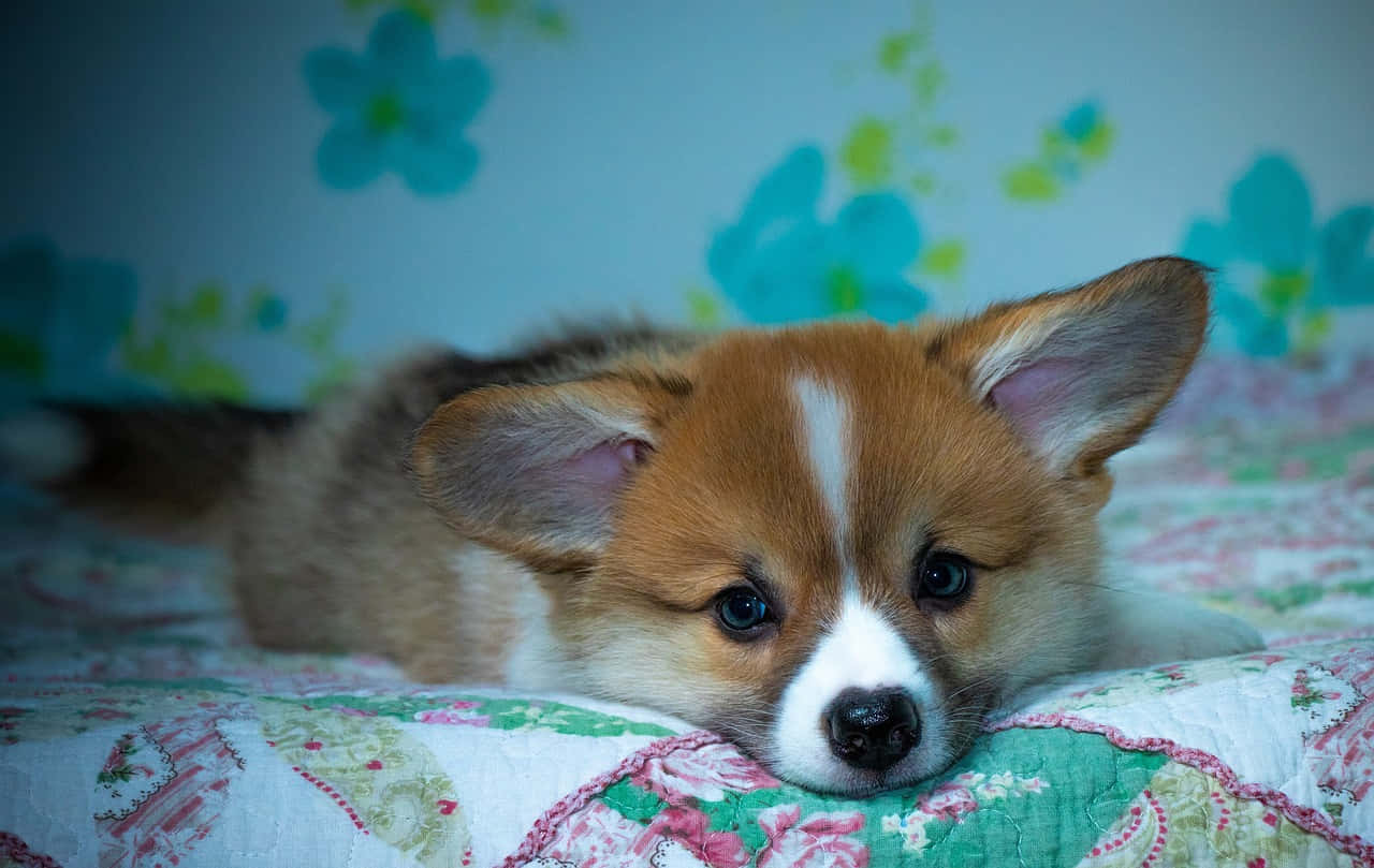 Cute Corgi Puppy In Bed Background