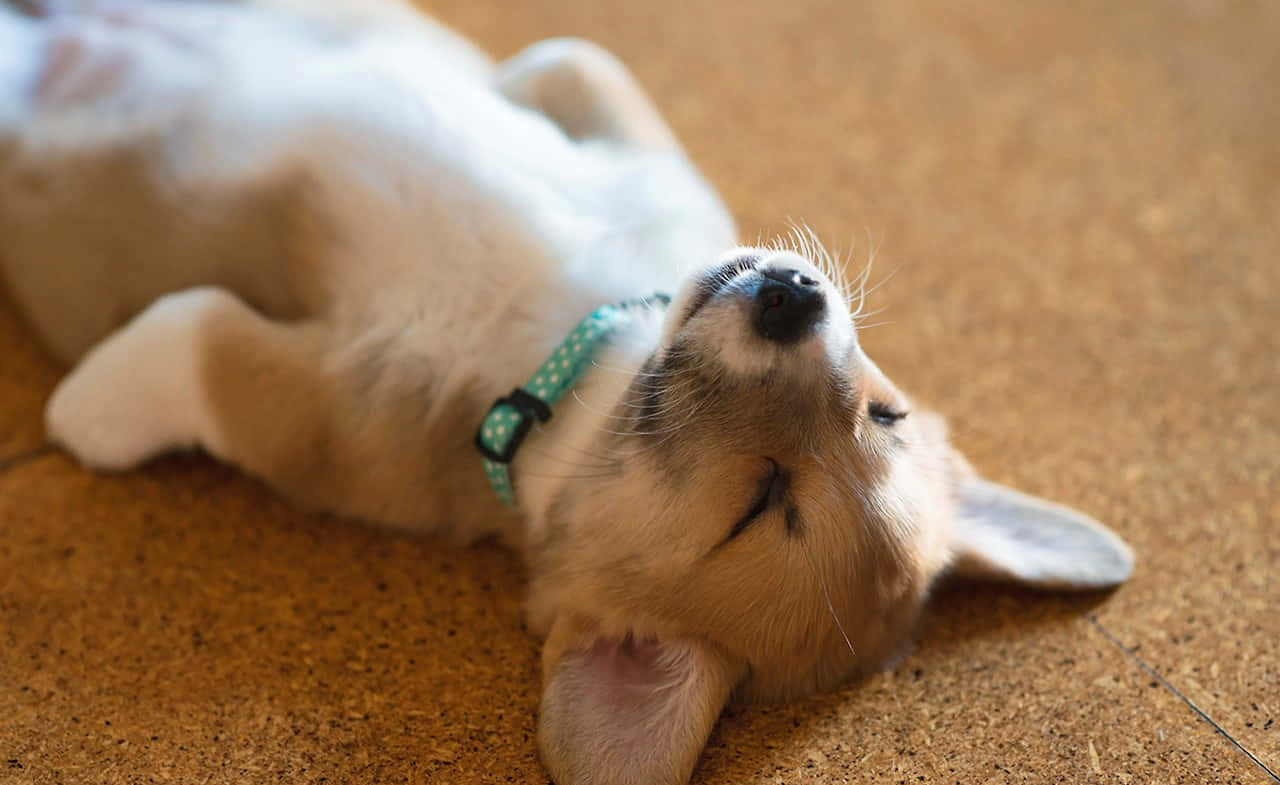 Cute Corgi Puppy Sleeping Like Human Background