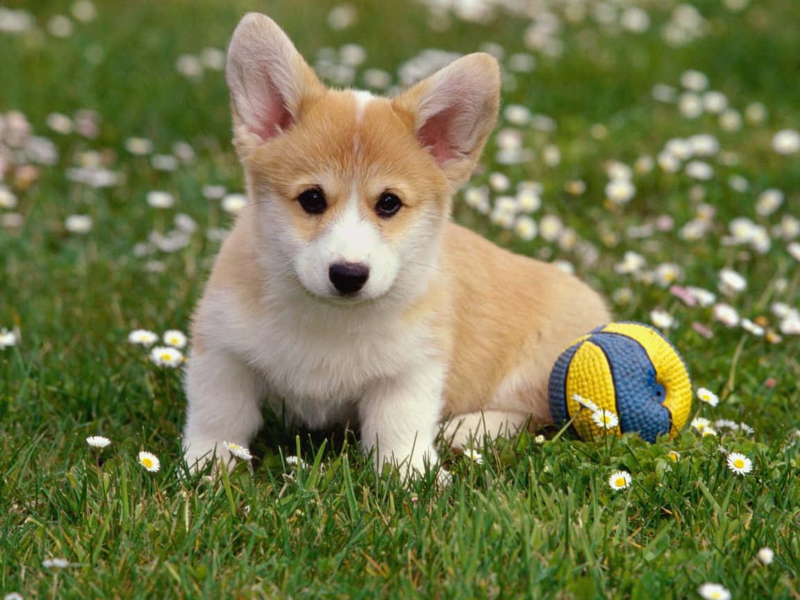 Cute Corgi Puppy With Ball Background