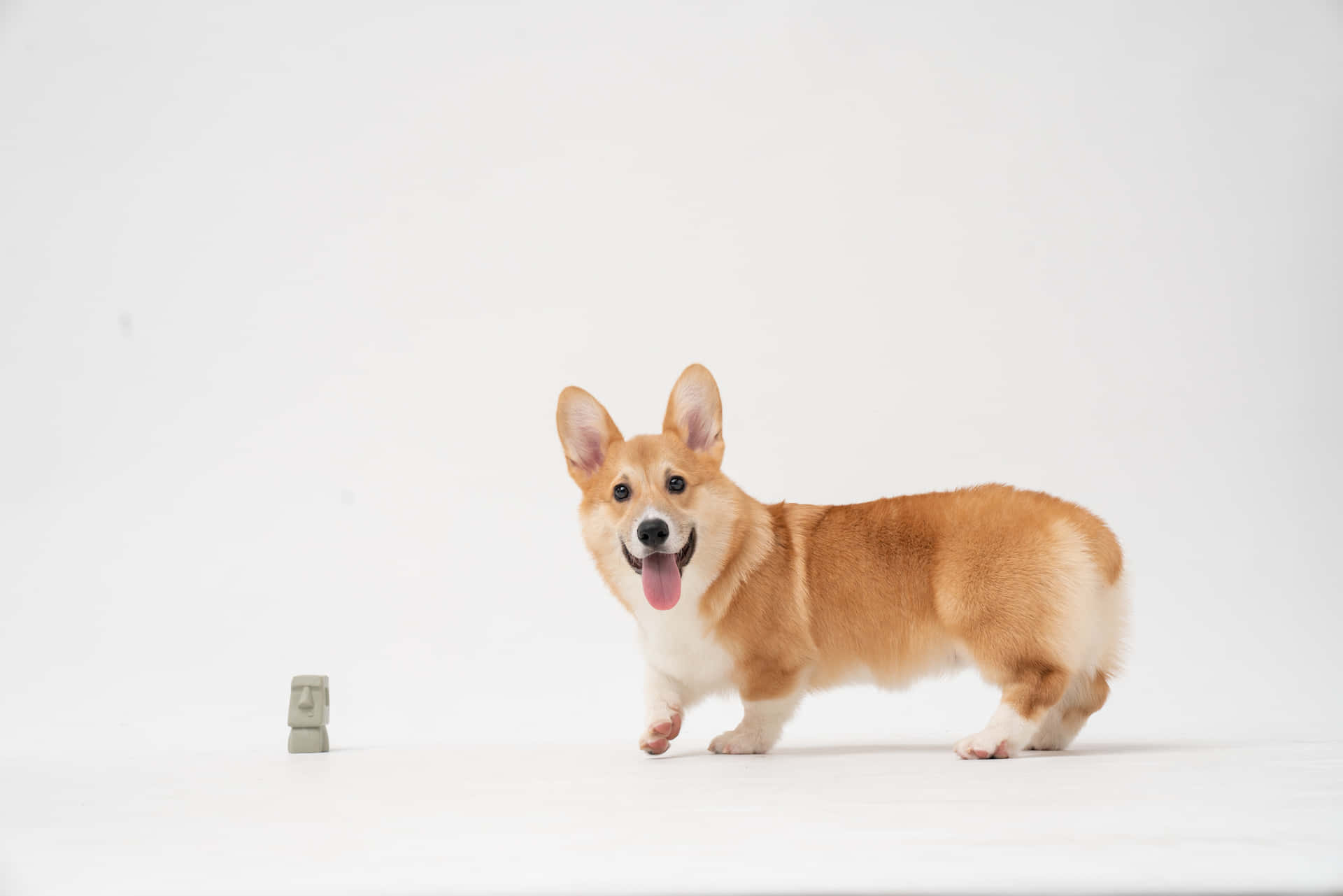 Cute Corgi Tiny Toy Background