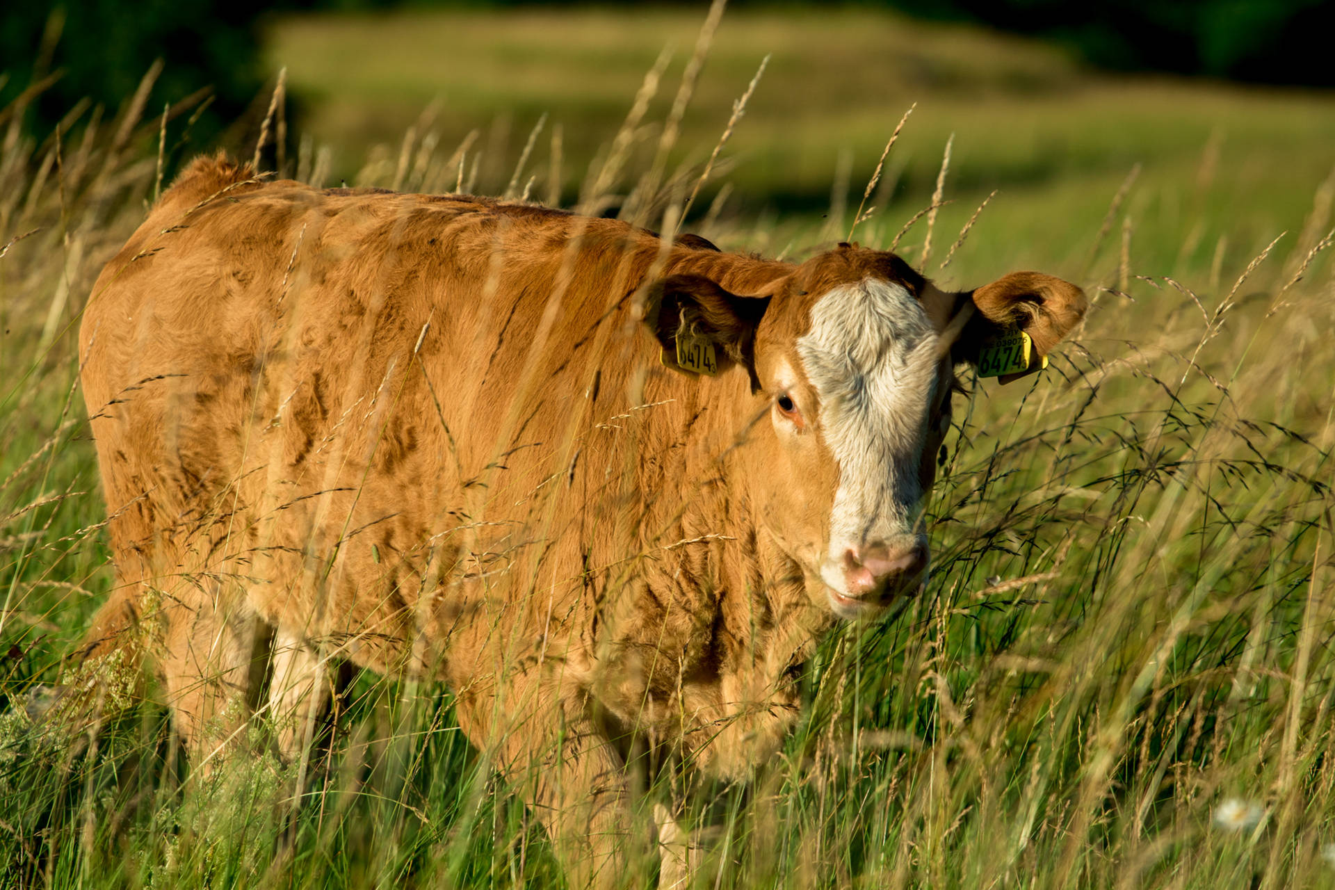 Cute Cow Behind Tall Grass Background