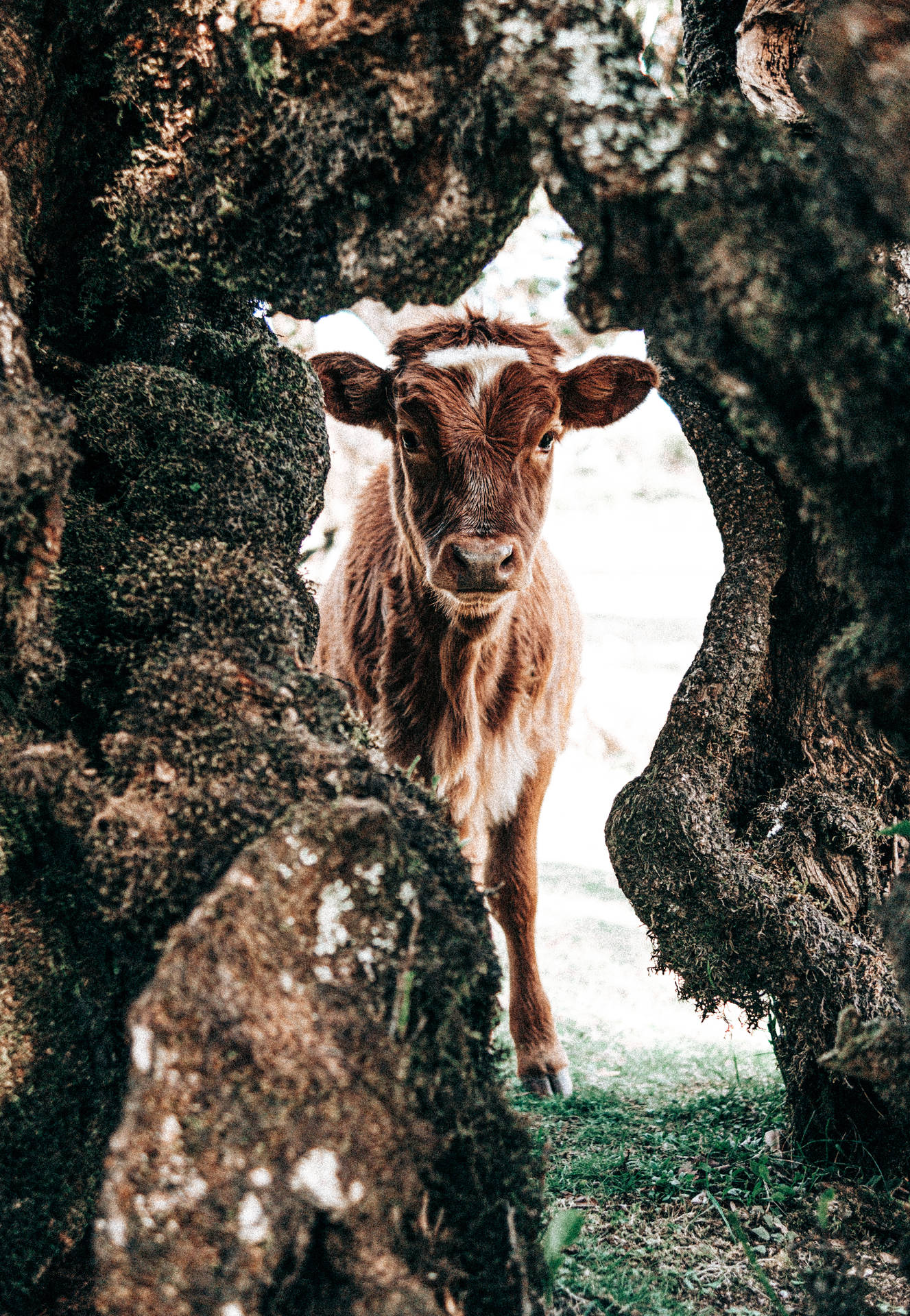 Cute Cow Between Gap In Tree Background