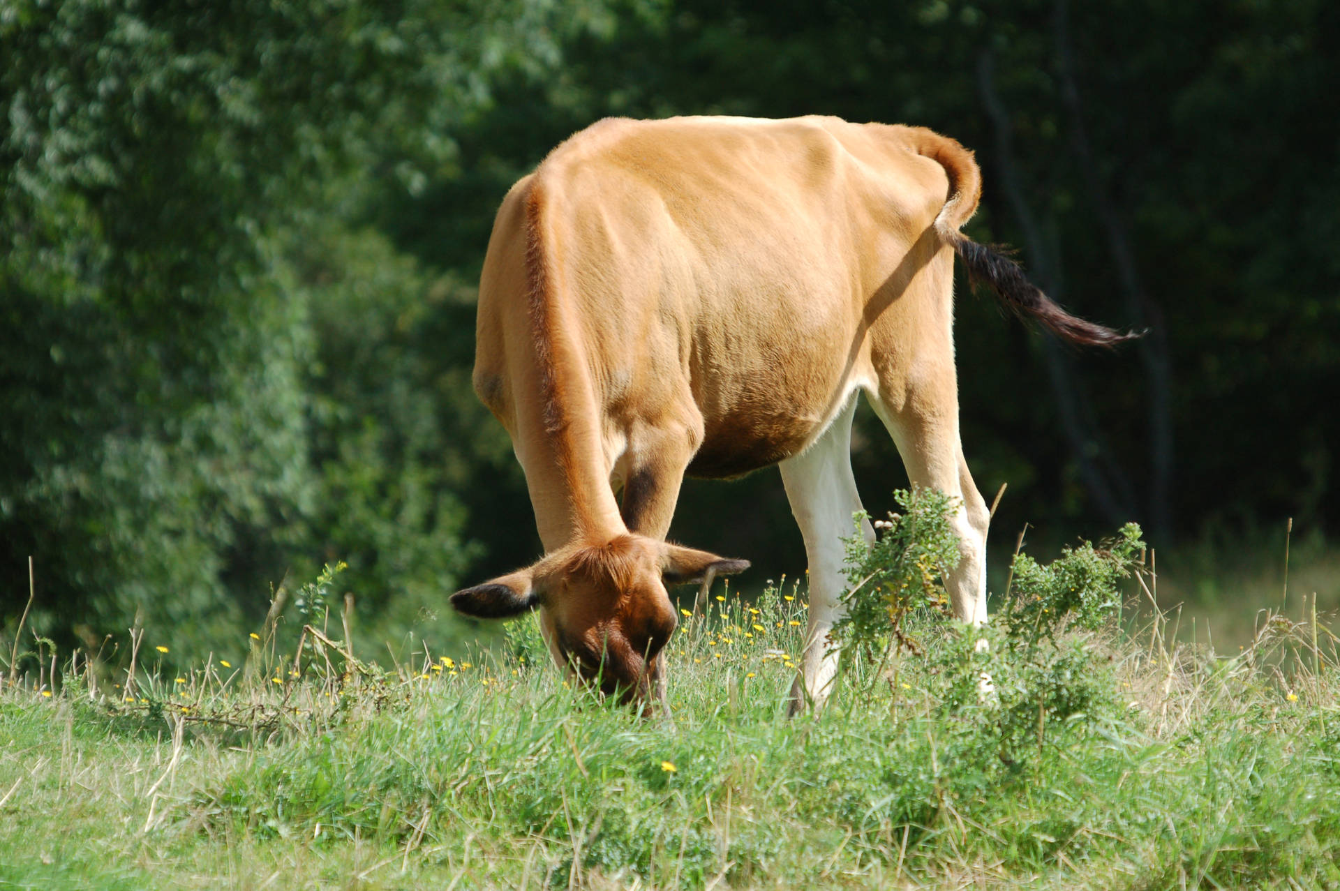 Cute Cow Craning Neck Down To Eat Background