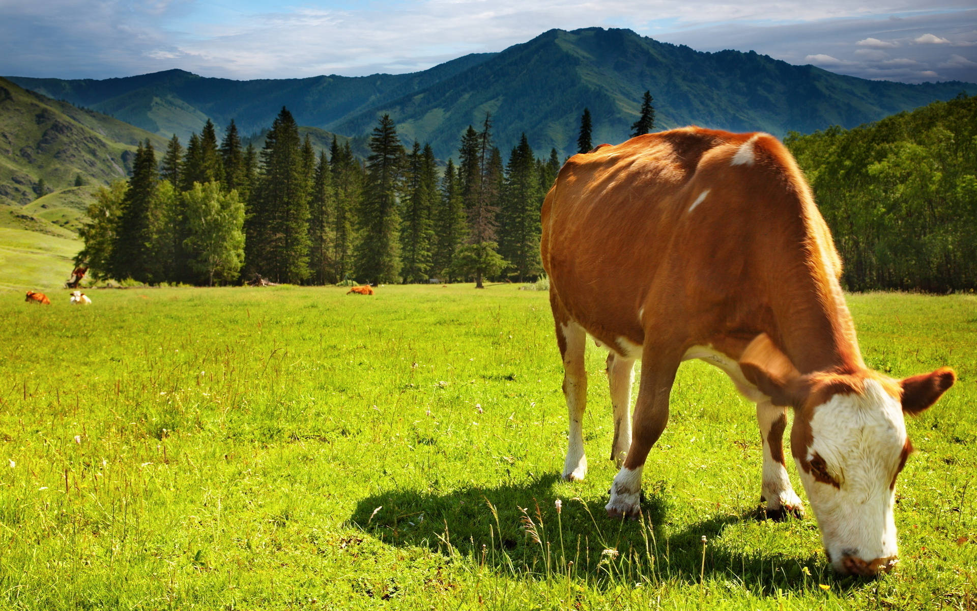 Cute Cow Eating Grass In Forest Background