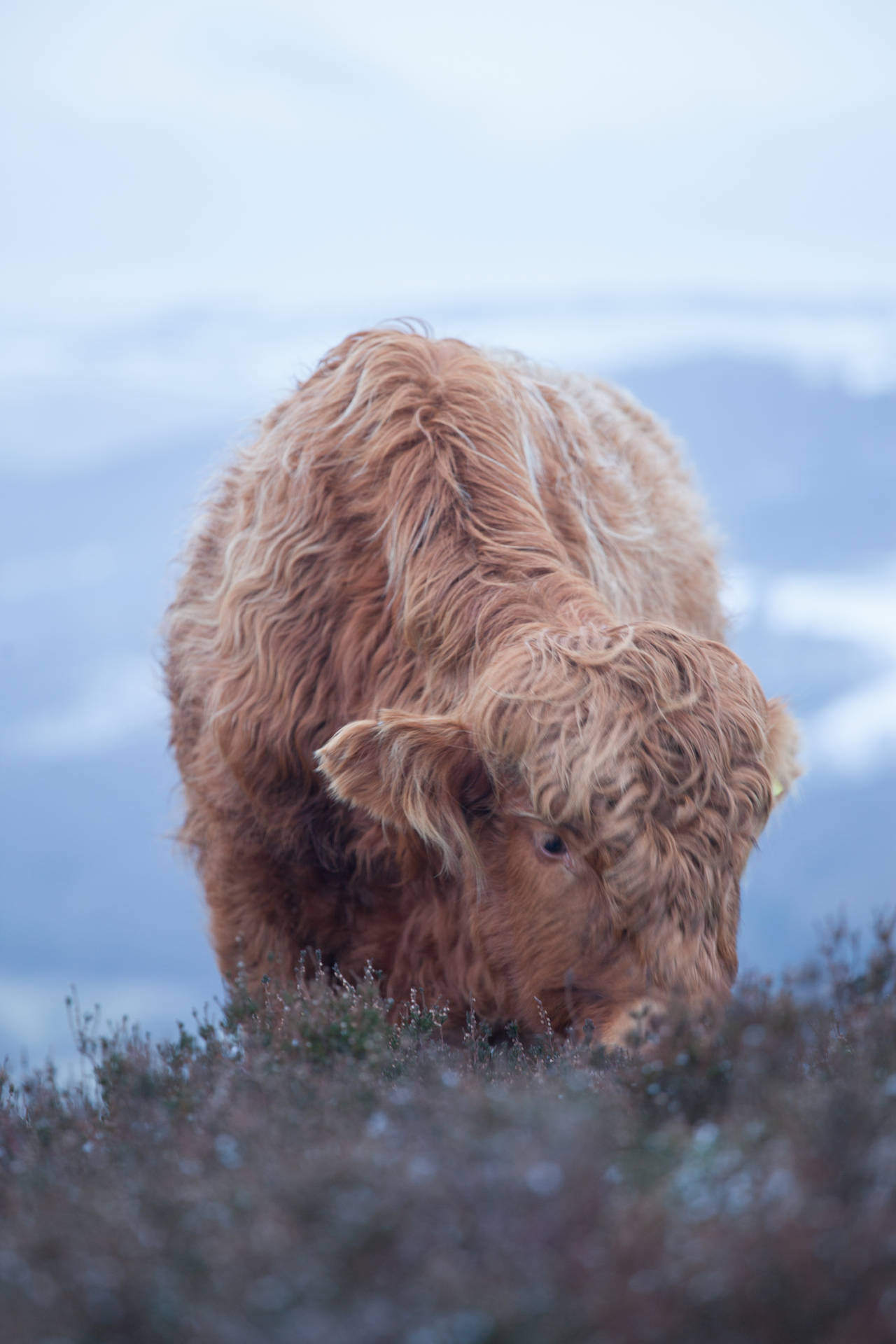 Cute Cow Eating Grass On Cold Mountain Background