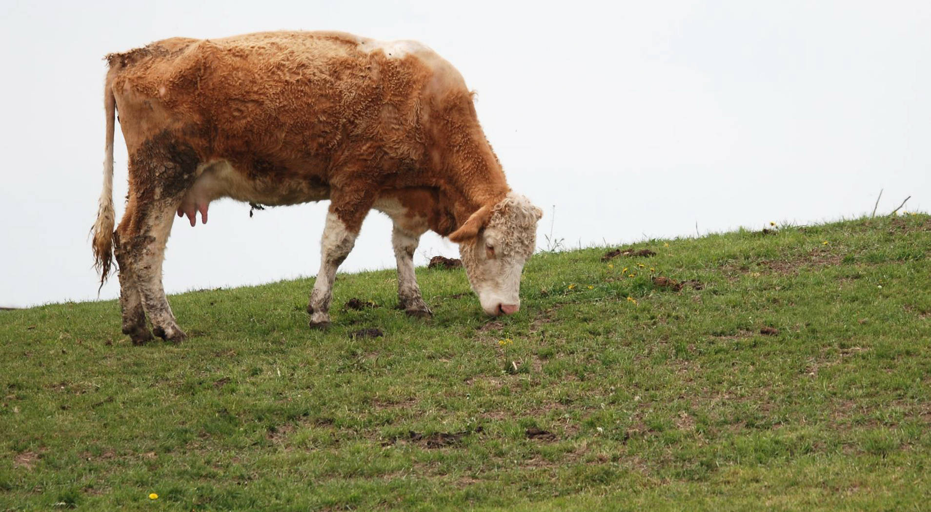 Cute Cow Eating Grass On Hill