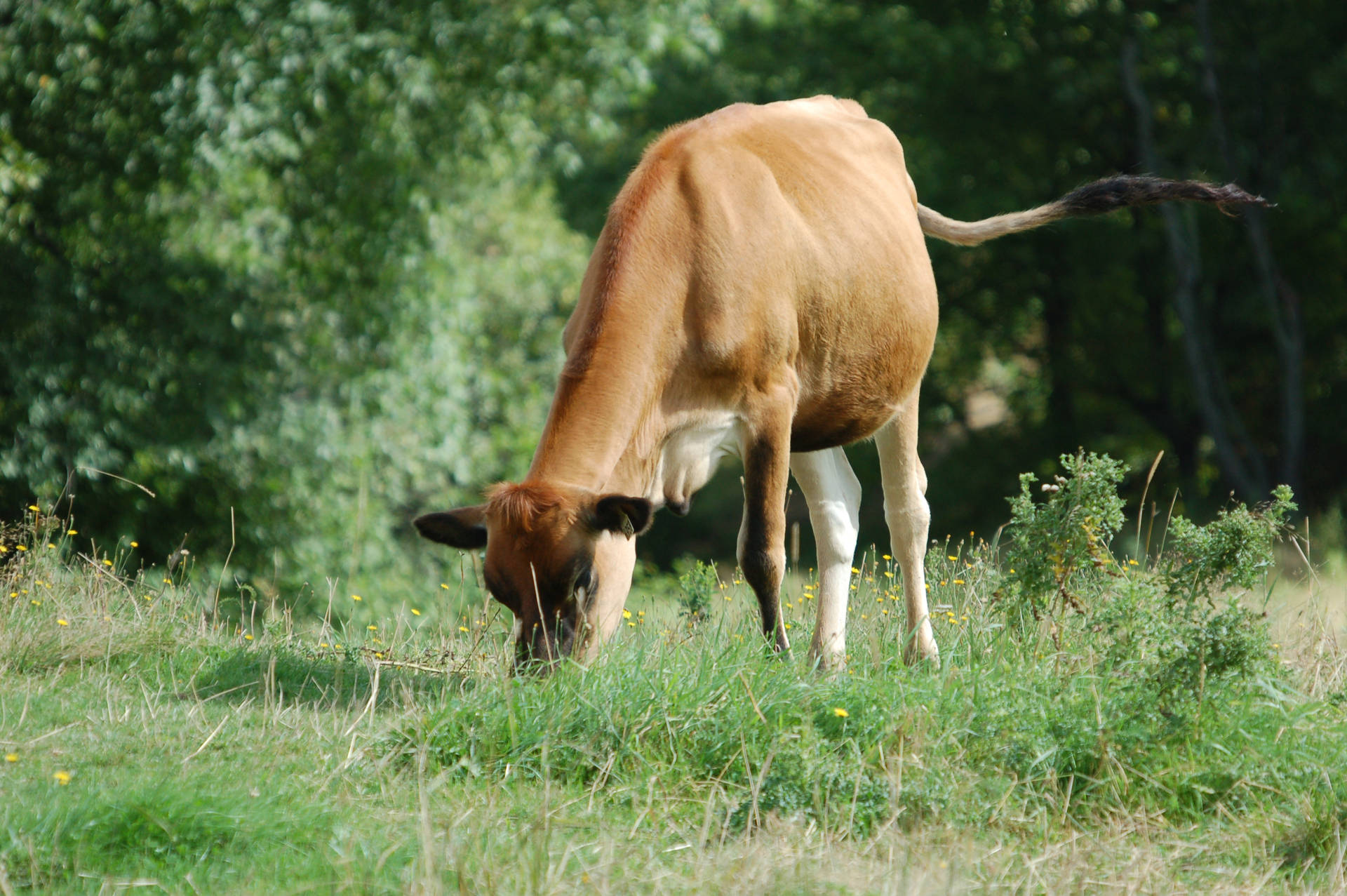 Cute Cow Eating Grass While Swinging Tail Background