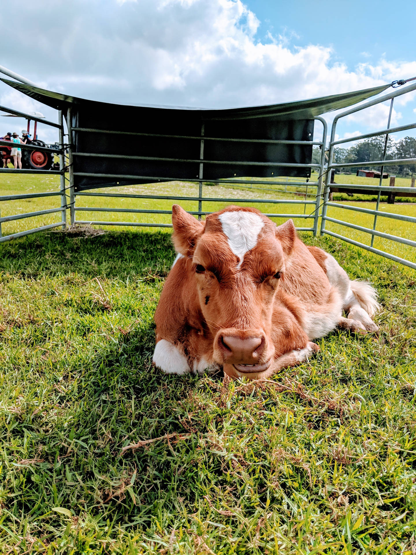 Cute Cow In Corral Background