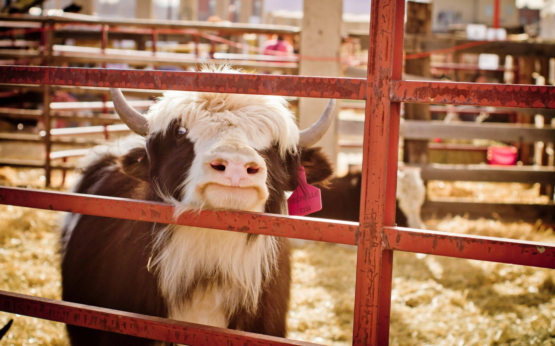 Cute Cow Inside Red Fence Background