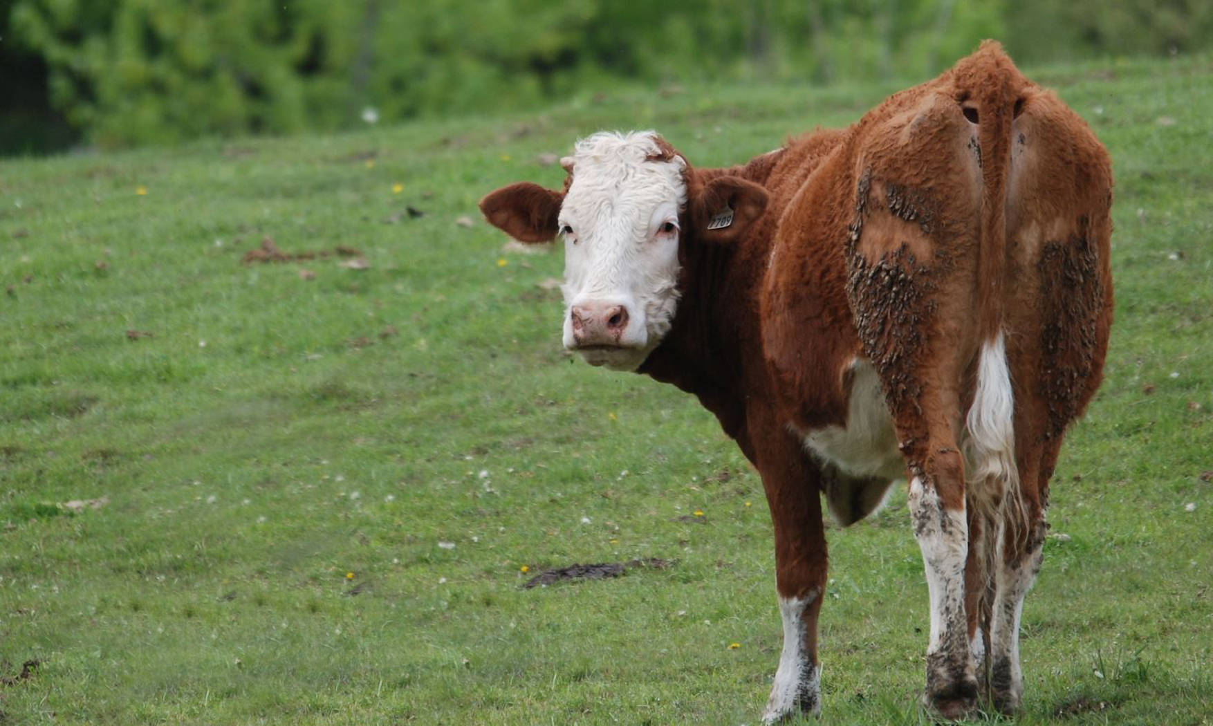 Cute Cow Looking Behind On Meadow Background