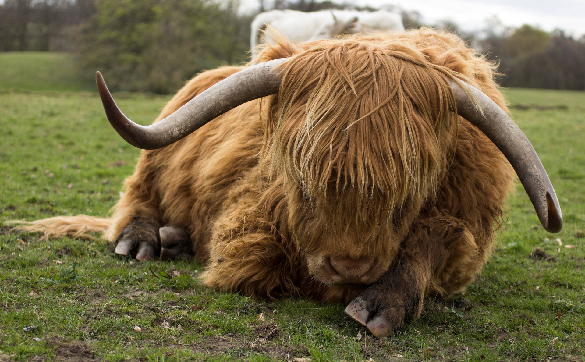 Cute Cow Lying Down On Grass Background