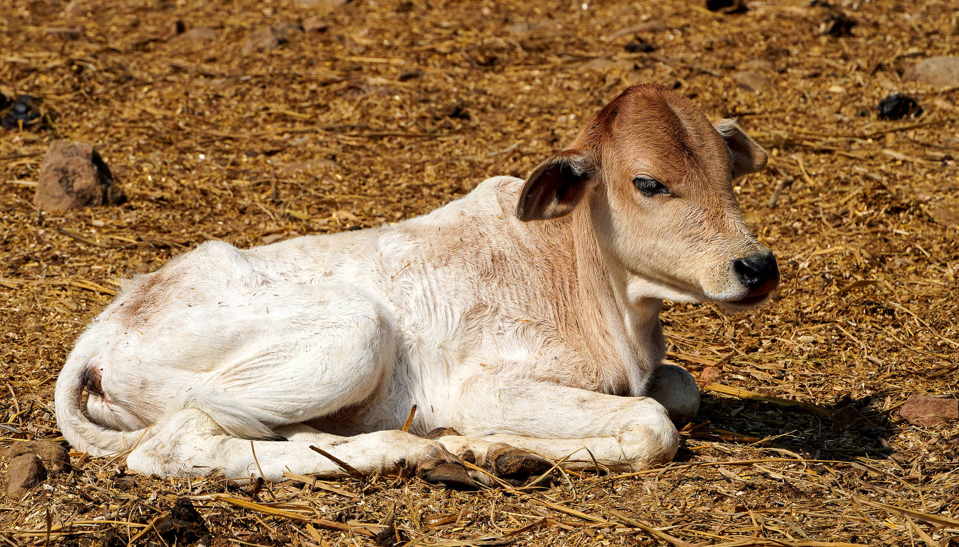 Cute Cow Lying Down On Soil Background