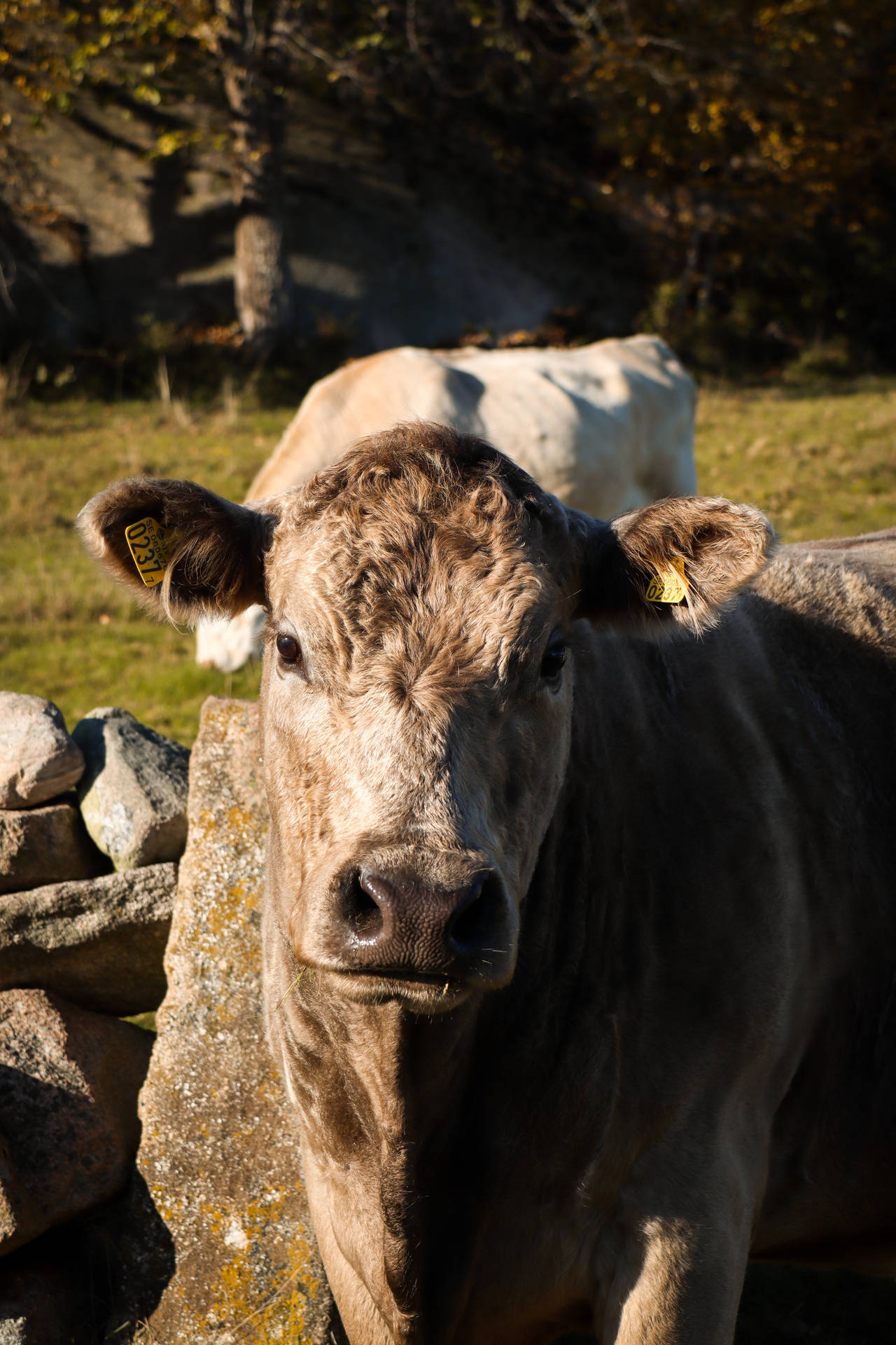 Cute Cow Near Rocks And Another Cow Background