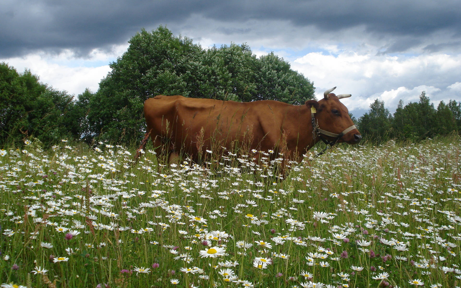 Cute Cow On A Flower Meadow Background