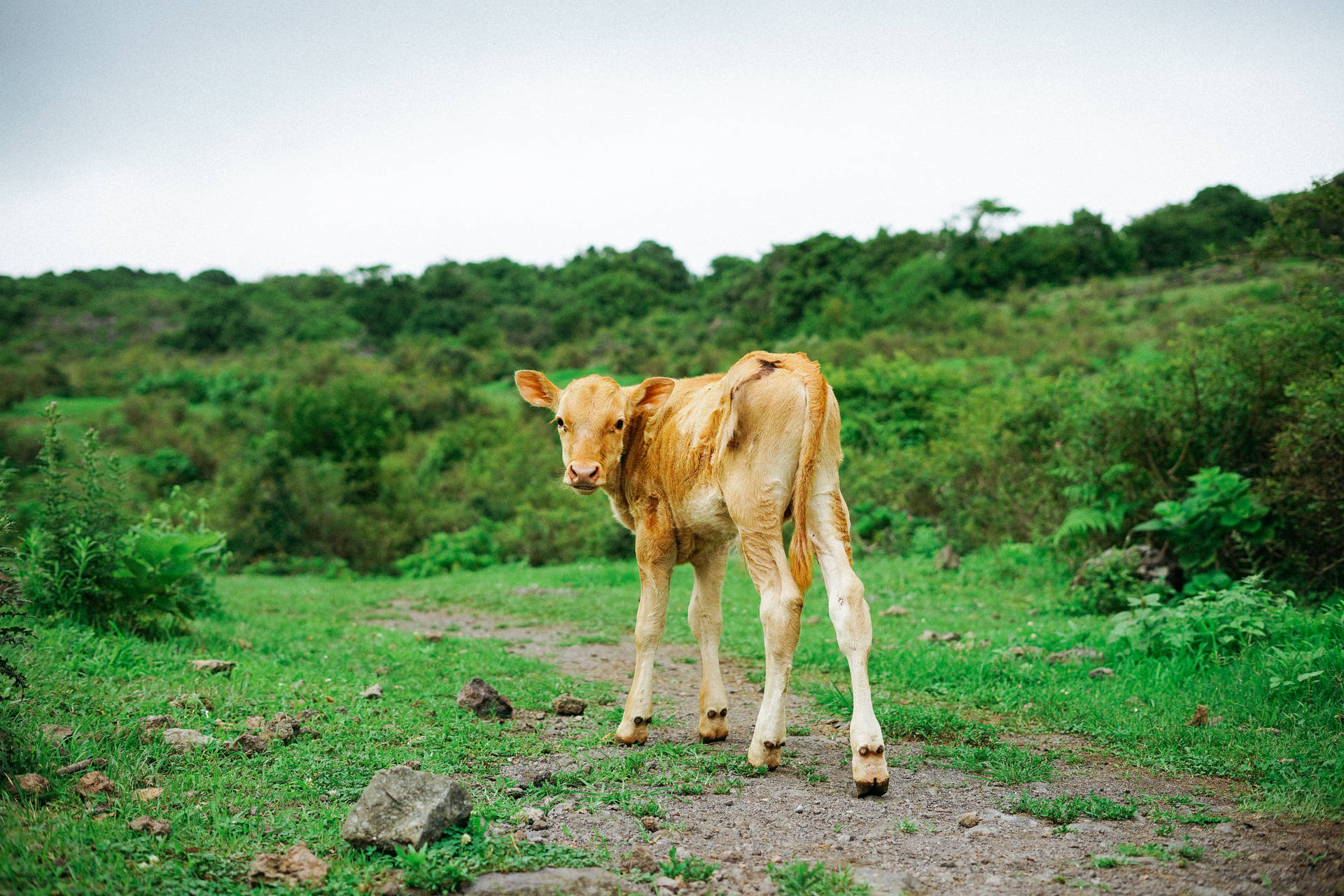 Cute Cow On A Grassy Path Background