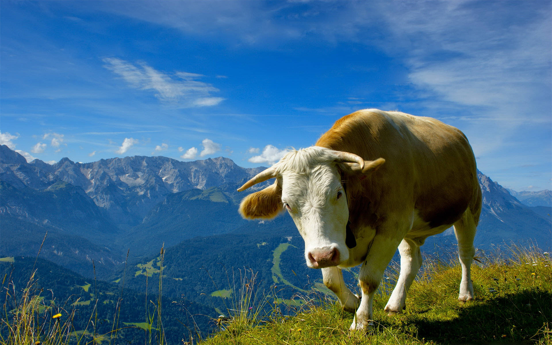 Cute Cow On Edge With Mountain View Background
