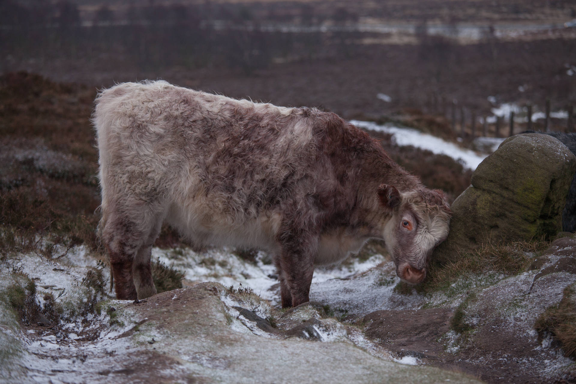 Cute Cow On Snowy Ground Background