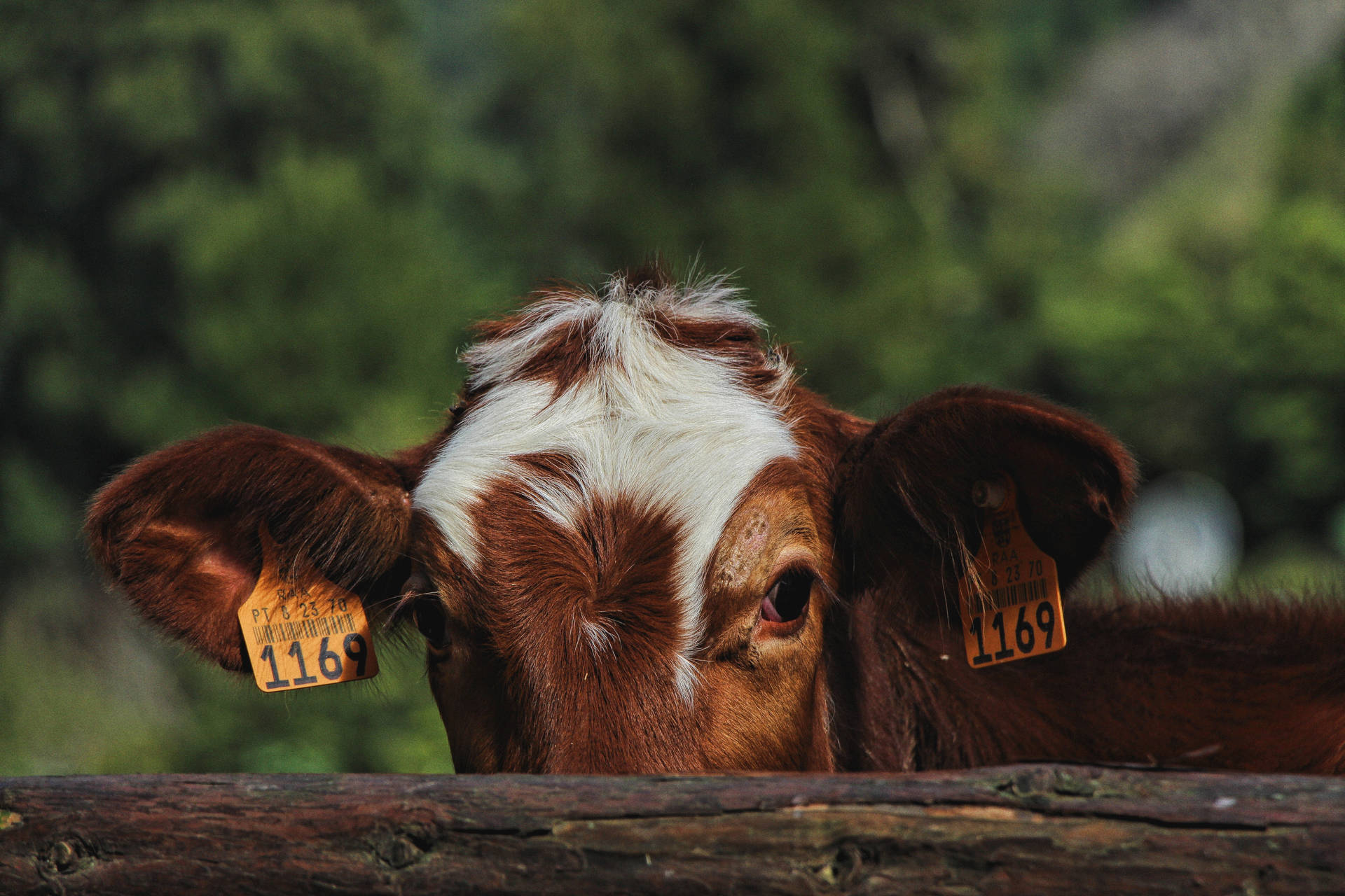Cute Cow Peeking Up Fence Background