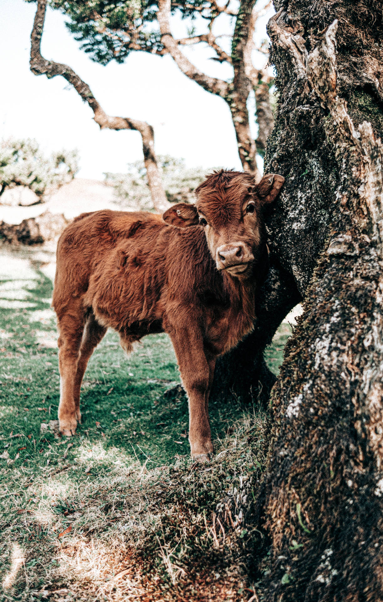 Cute Cow Standing Beside Tree Background