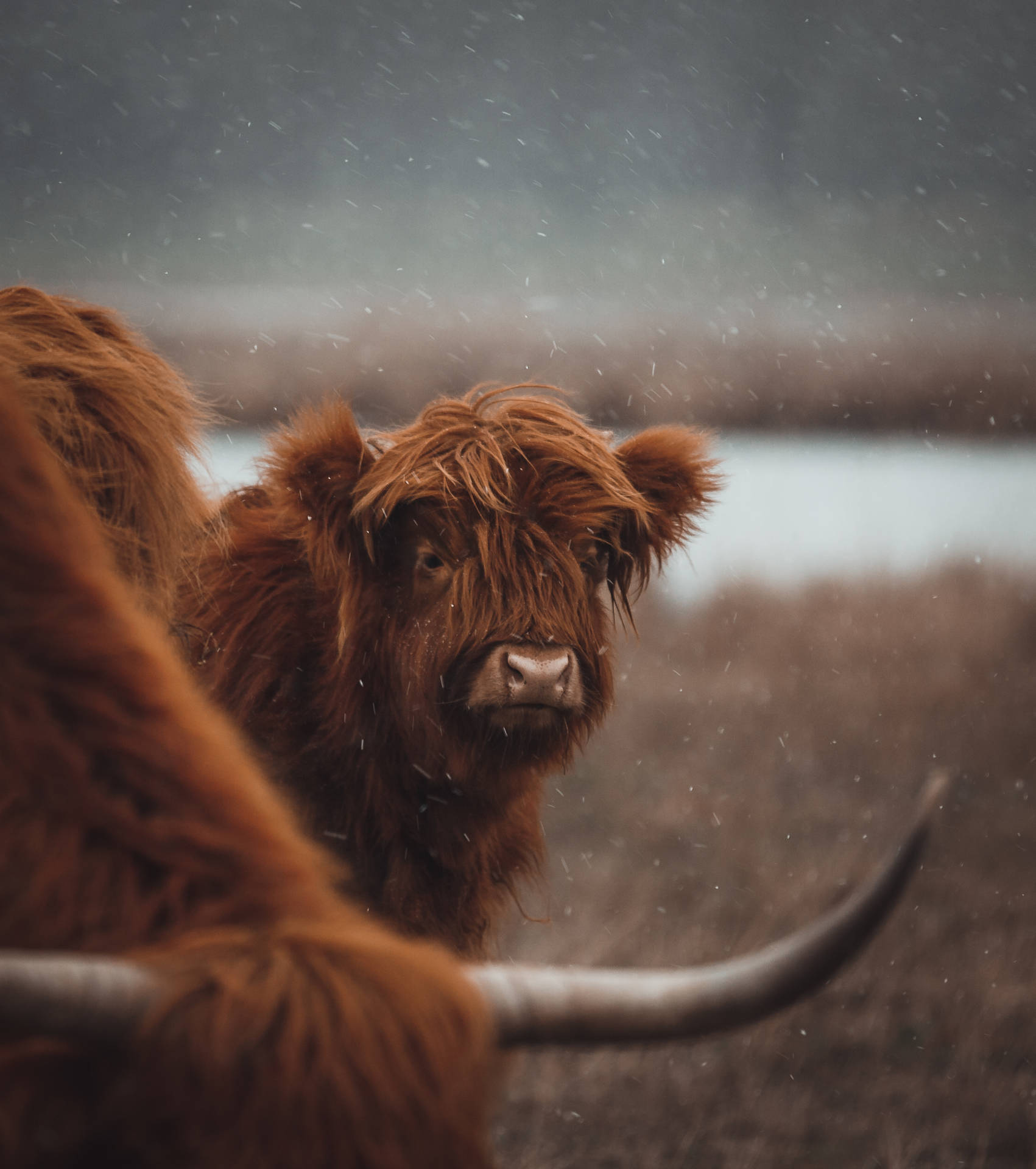 Cute Cow Standing Near Lake Background