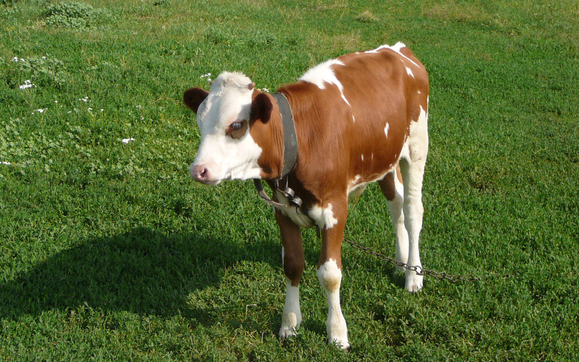 Cute Cow With Black Collar On Grass Background